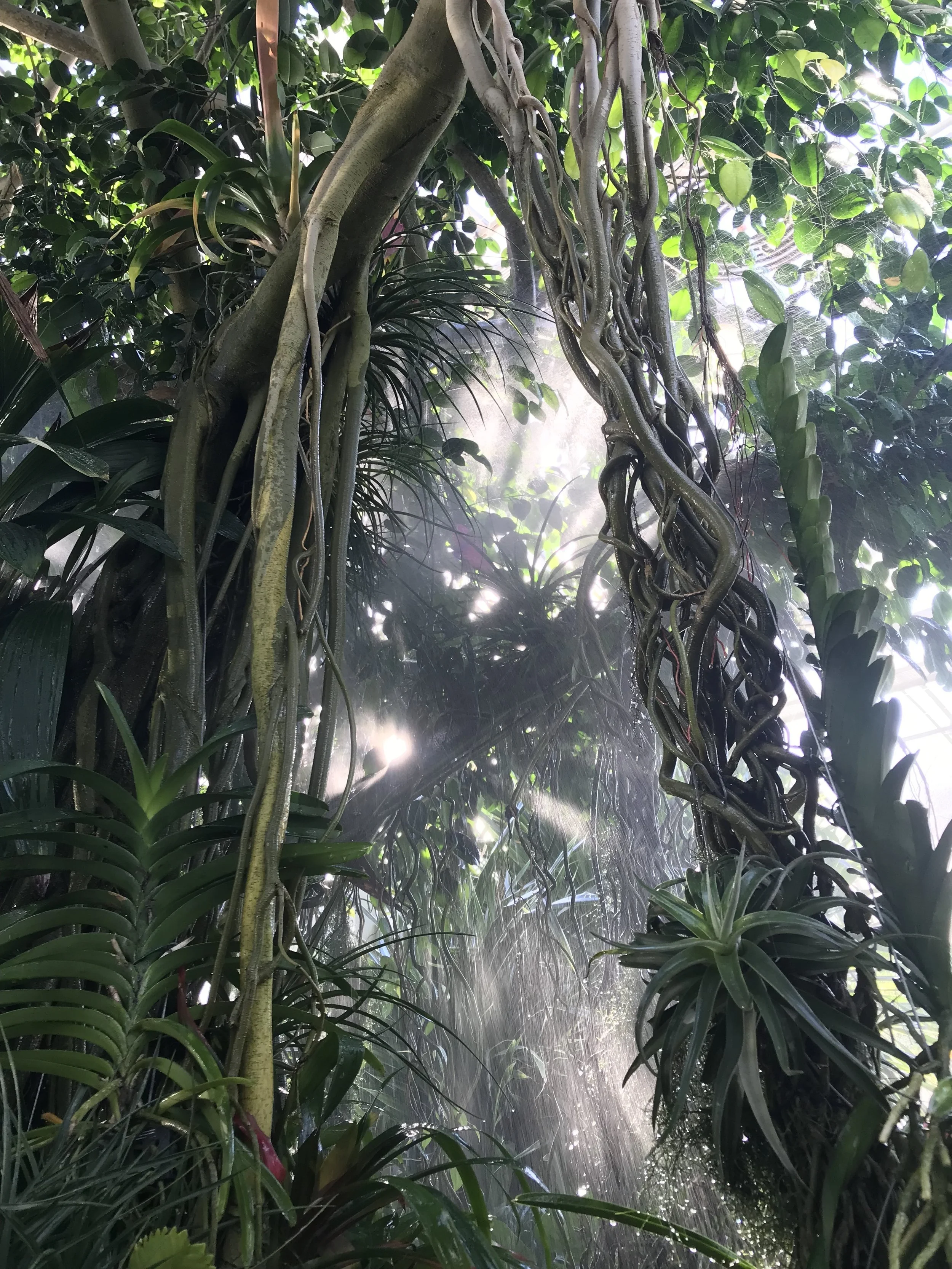 Tropical Glasshouse - RHS Wisley