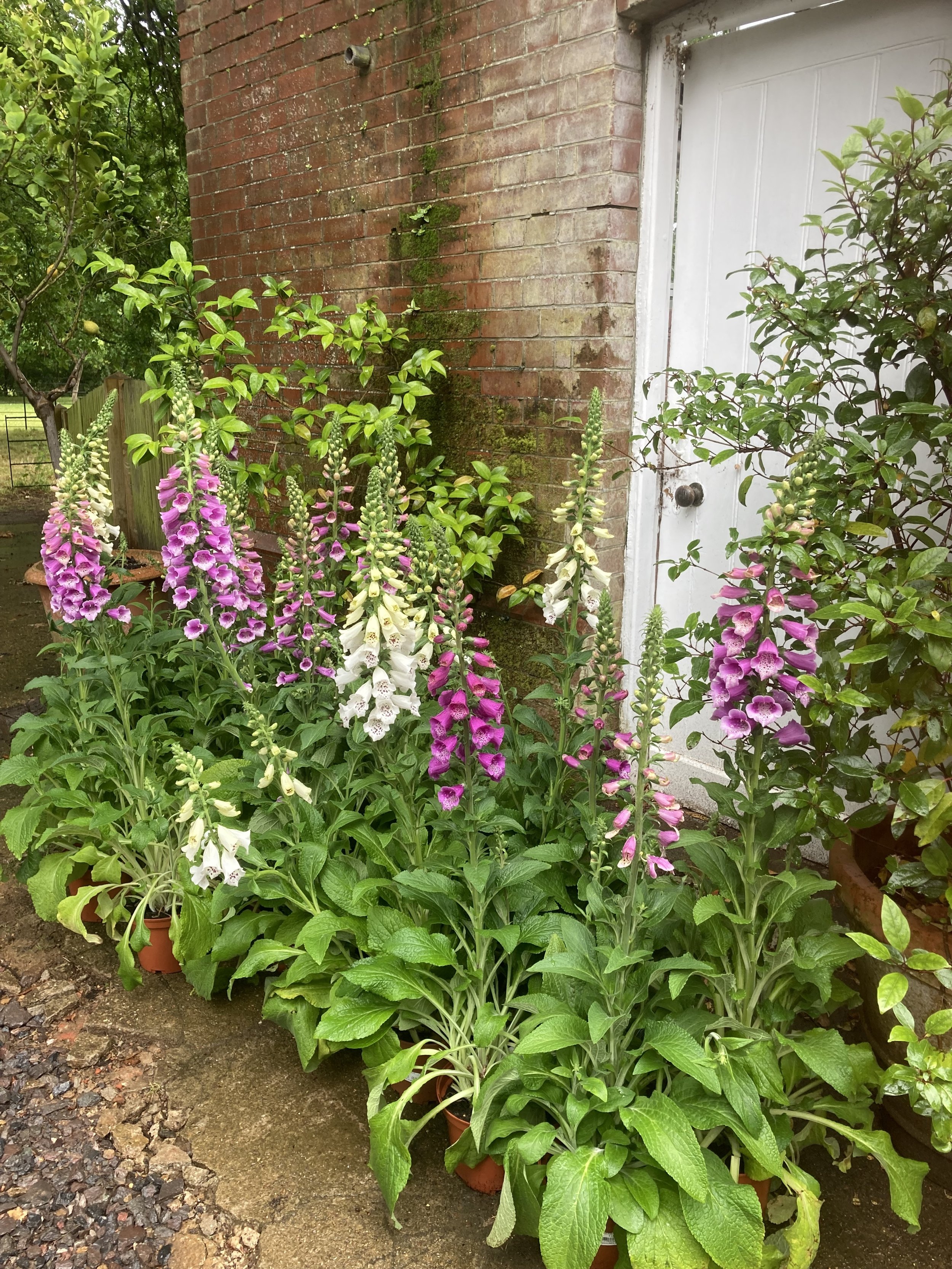 Unleash Potential - Urban Gardens