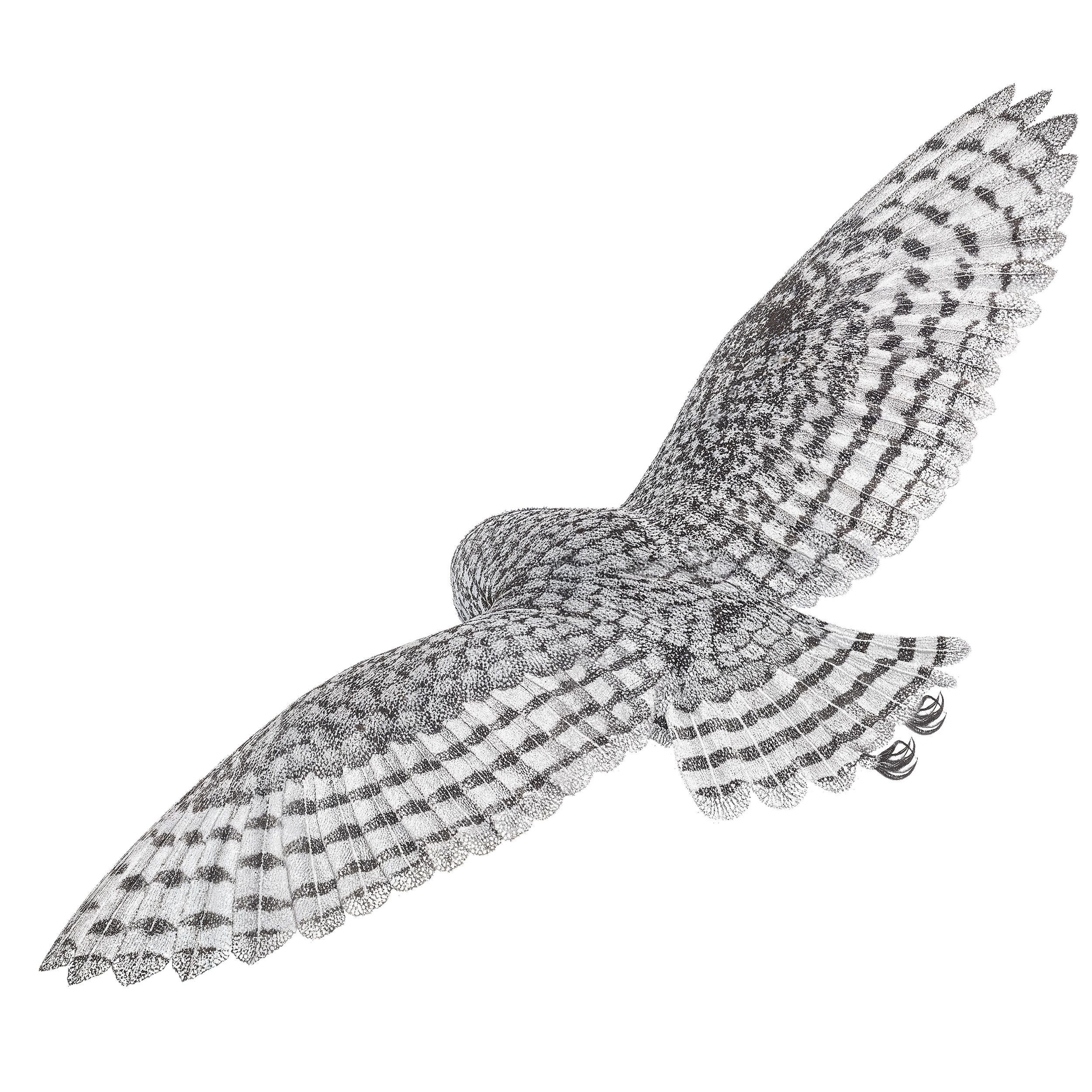 An owl flying away from view with black and white patterned feathers.