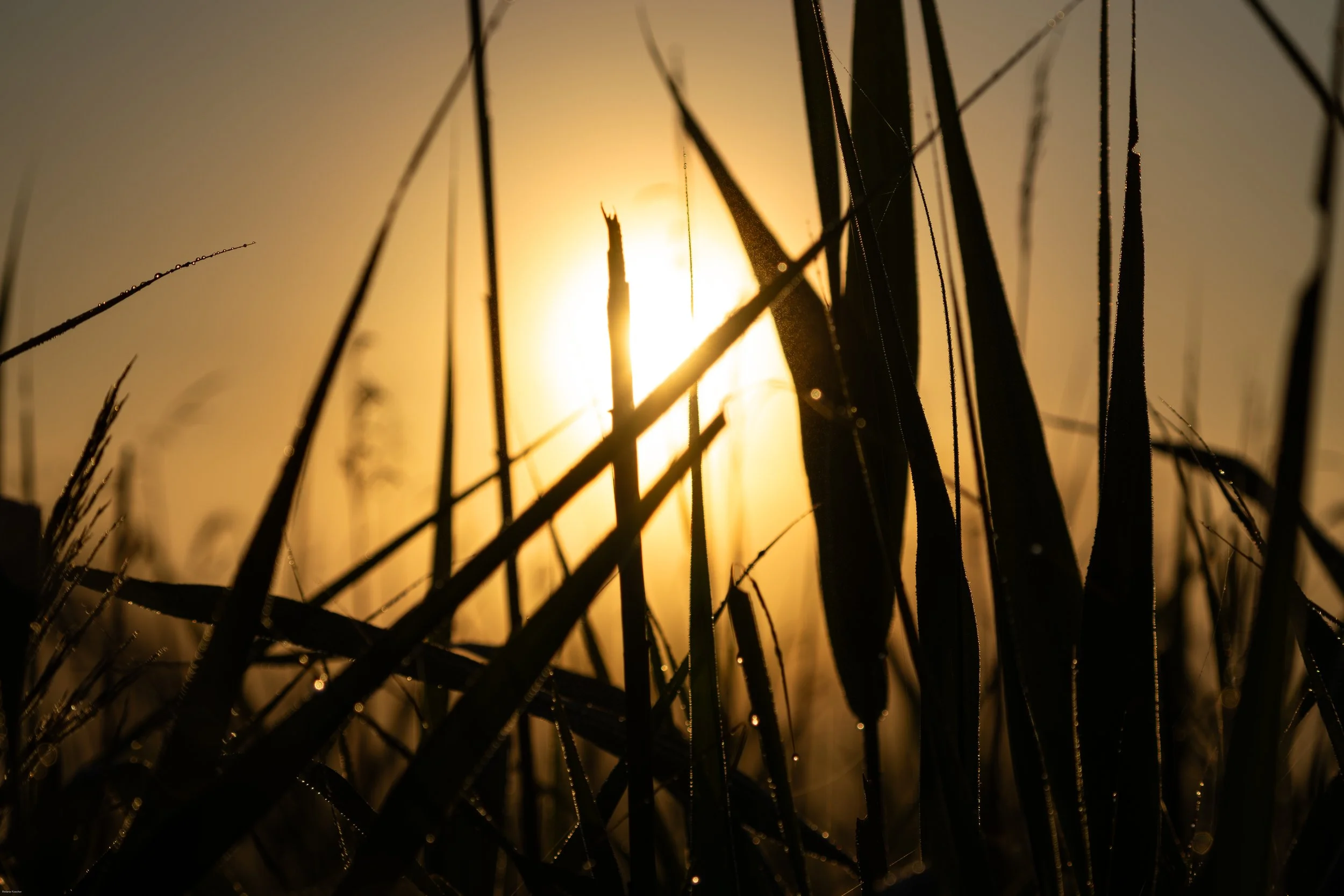 Silhouettes of tall grasses and leaves photographed from a low perspective against the warm golden light of the rising sun, with tiny droplets catching the light.  Between the Grass