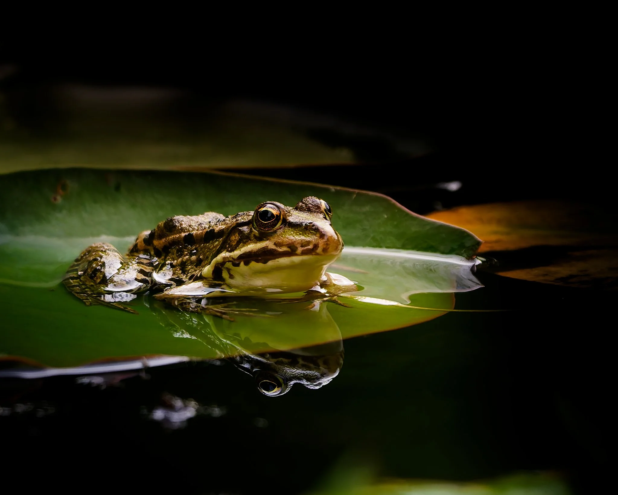 A frog resting partially submerged in dark water on a large green leaf, with its face and eye reflected in the still water below.