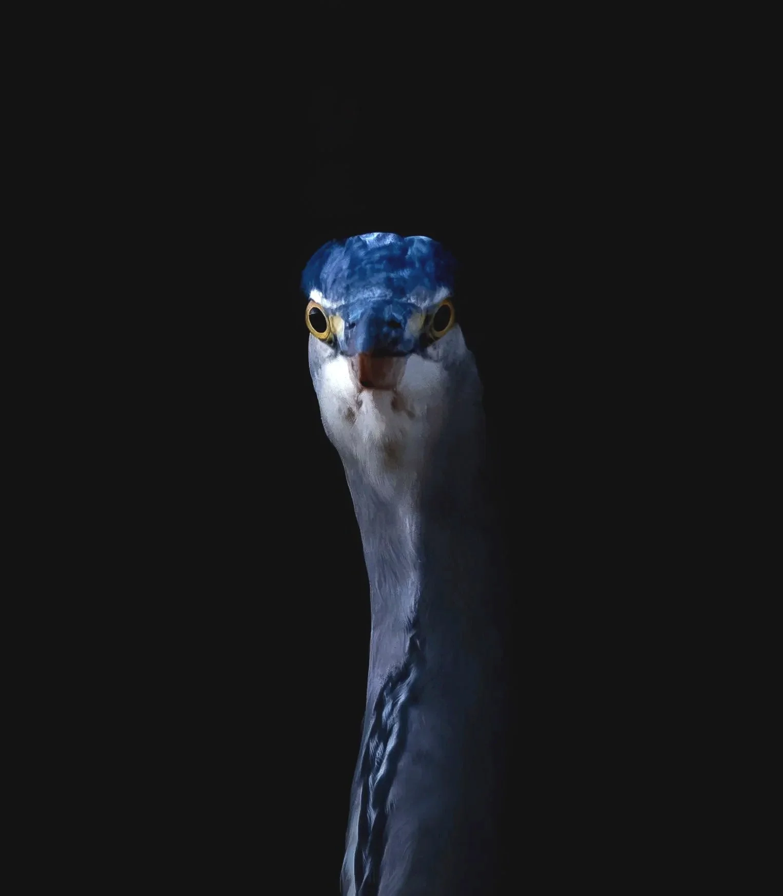 Close-up portrait of a Grey Heron looking directly into the camera against the deep black background. The bird´s long neck is brightly illuminated, highlighting the vivid blue tones on its head, pale grey plumage, piercing yellow eyes