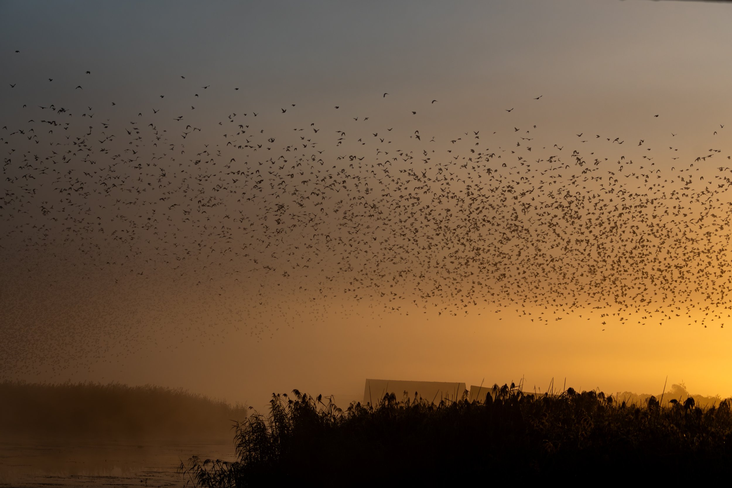 Thousands of starlings leaving a reed bed together in the early morning, filling the sky with dark silhouettes against golden sunrise light and mist.