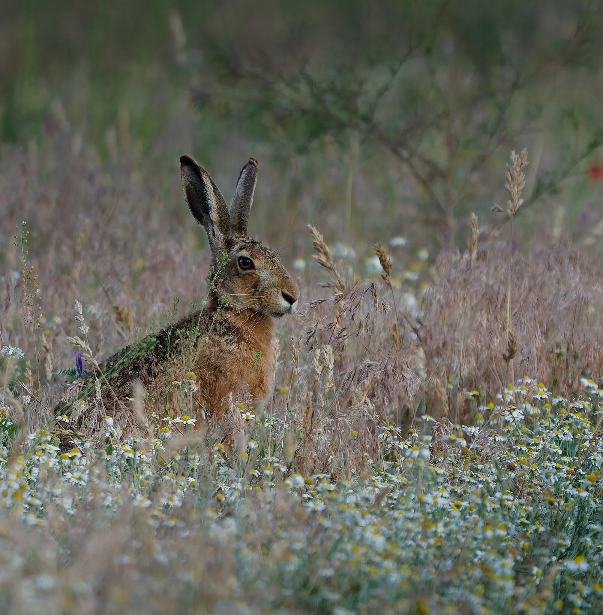 A European hare sits quietly among tall meadow grasses and blooming chamomile flowers. Its long ears are raised as it looks attentively into the distance, blending naturally into the soft colors of the wildflower meadow.