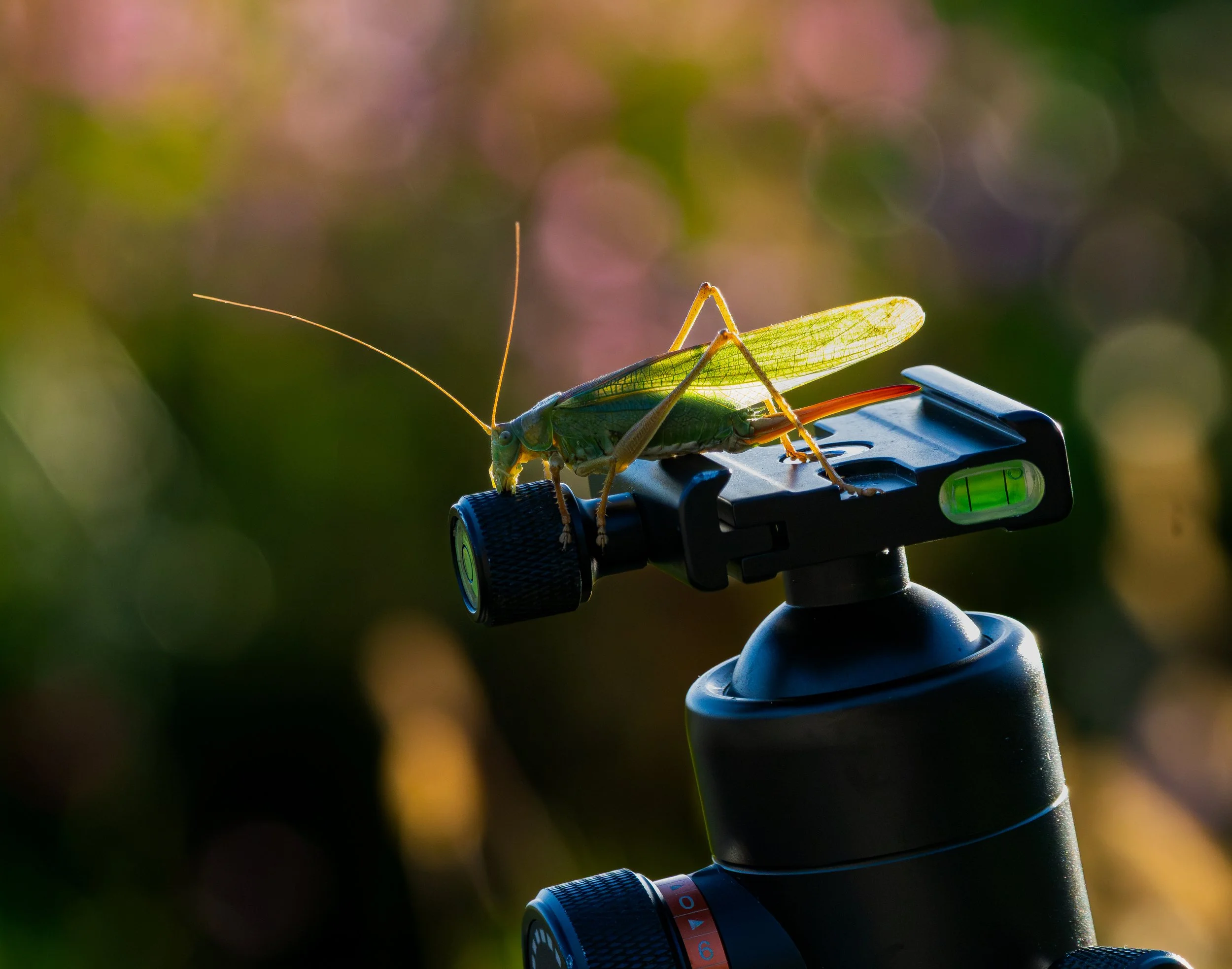 A green grasshopper perched on top of a tripod head, illuminated by warm sunlight against a softly blurred green and pink background.
