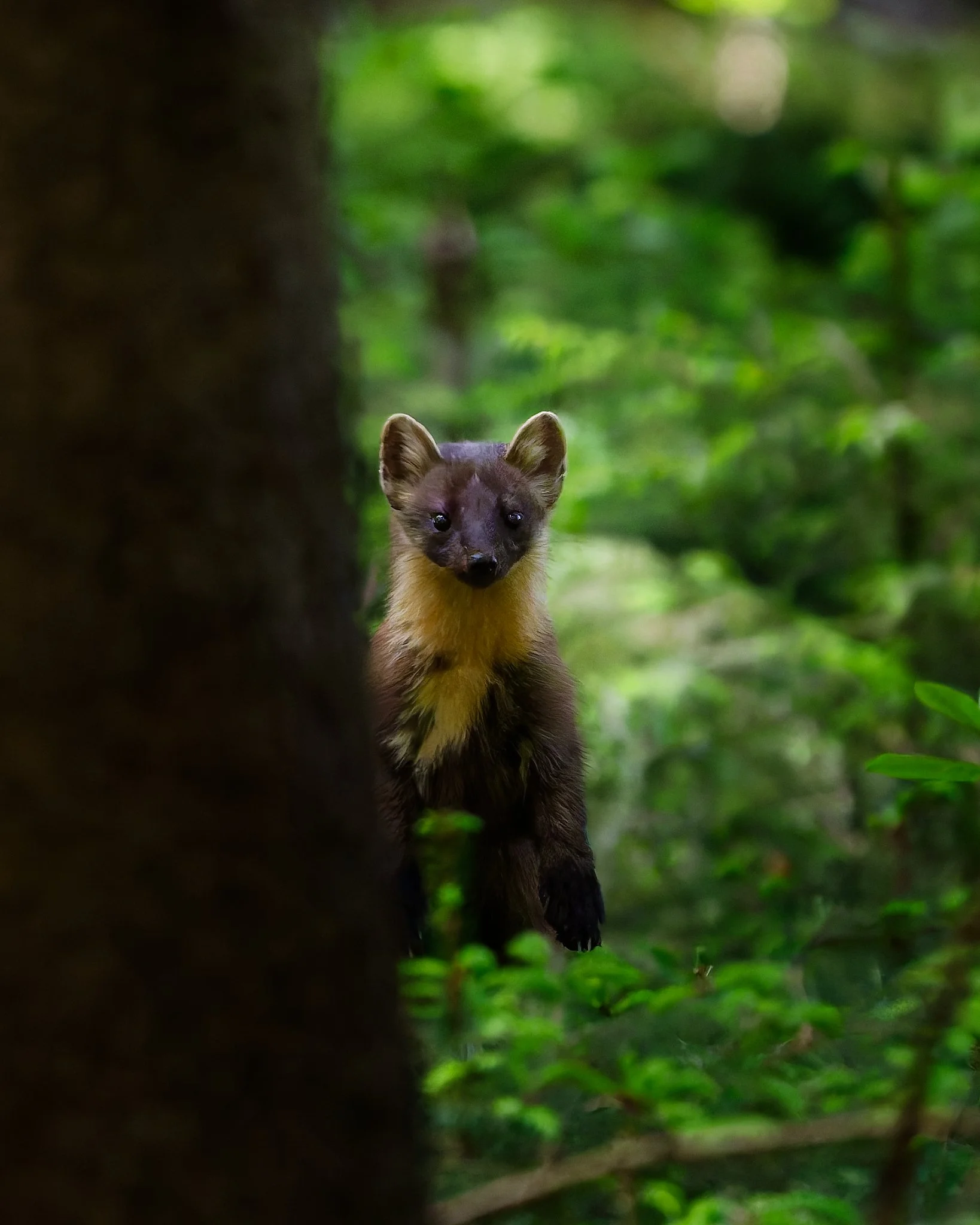 A pine marten stands partially hidden behind the trunk of a tree in a lush green forest. The animal looks directly toward the camera, its golden chest catching the soft woodland light while dense foliage surrounds it.
