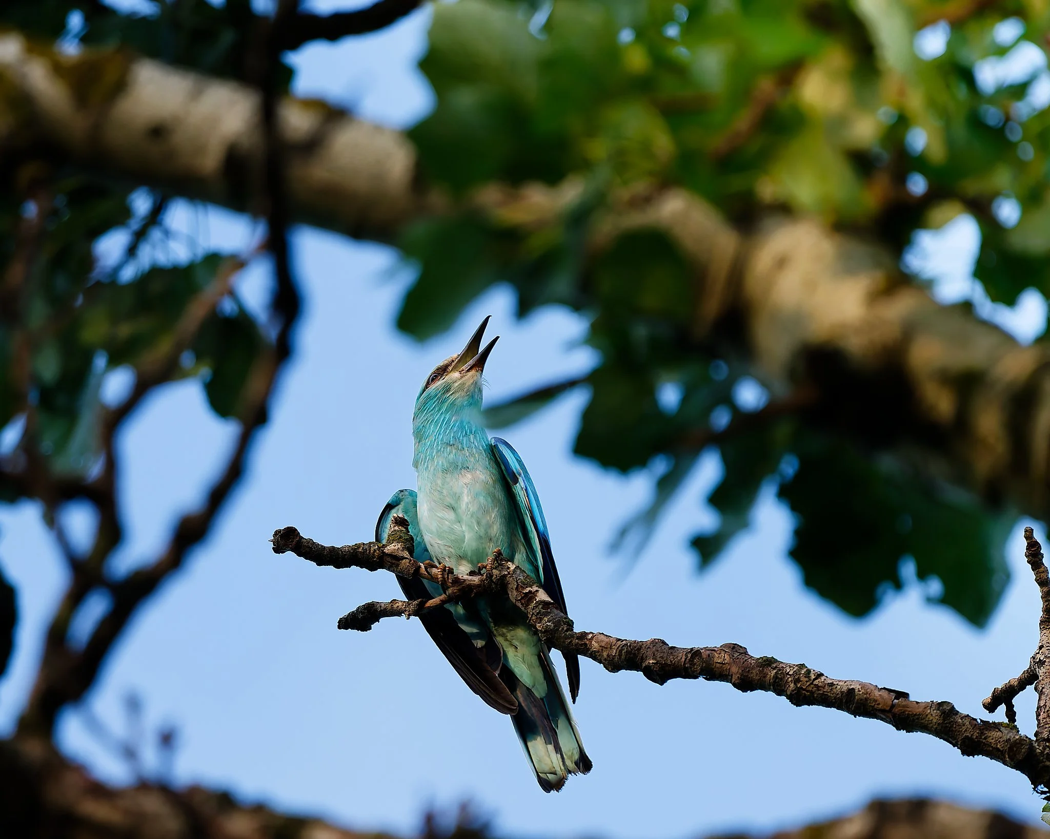 A European Roller perched on a tree branch with its beak open, looking toward the sky. Soft sunlight illuminates its turquoise feathers against a bright blue sky framed by dark branches and green foliage