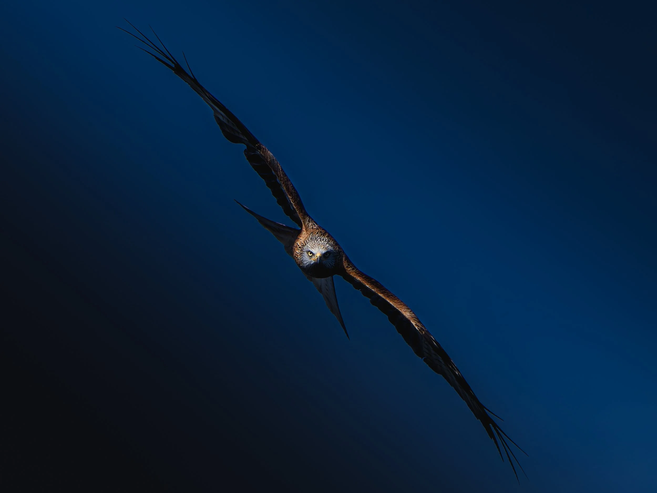 Fine art wildlife photograph of a Red Kite flying directly toward the viewer against a depp blue to almost black sky, with one eye illuminated by sunlight