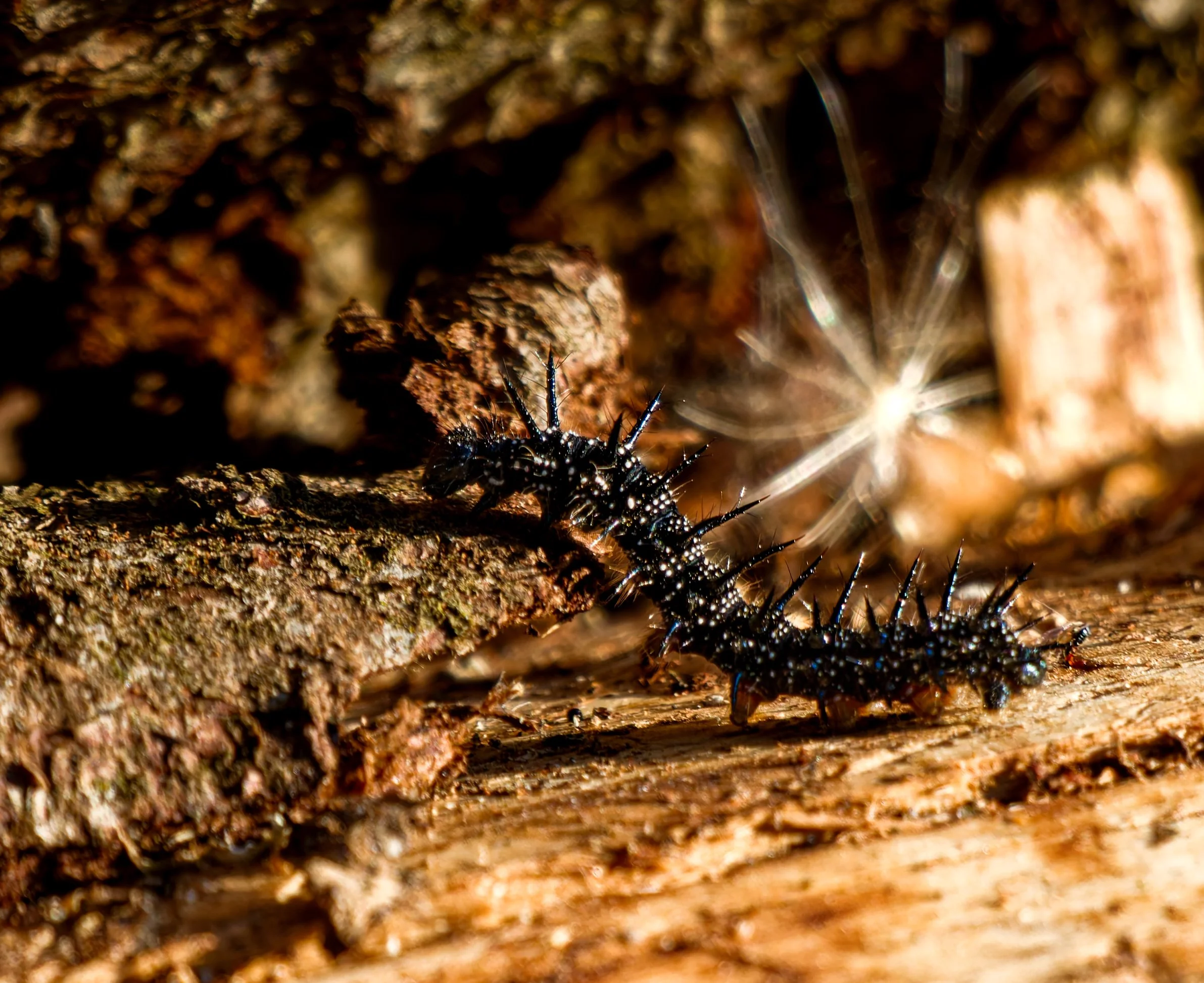 A single black, spiny caterpillar crawling across rough wood, with a bright starburst of sunlight and a white feather softly blurred in the background.