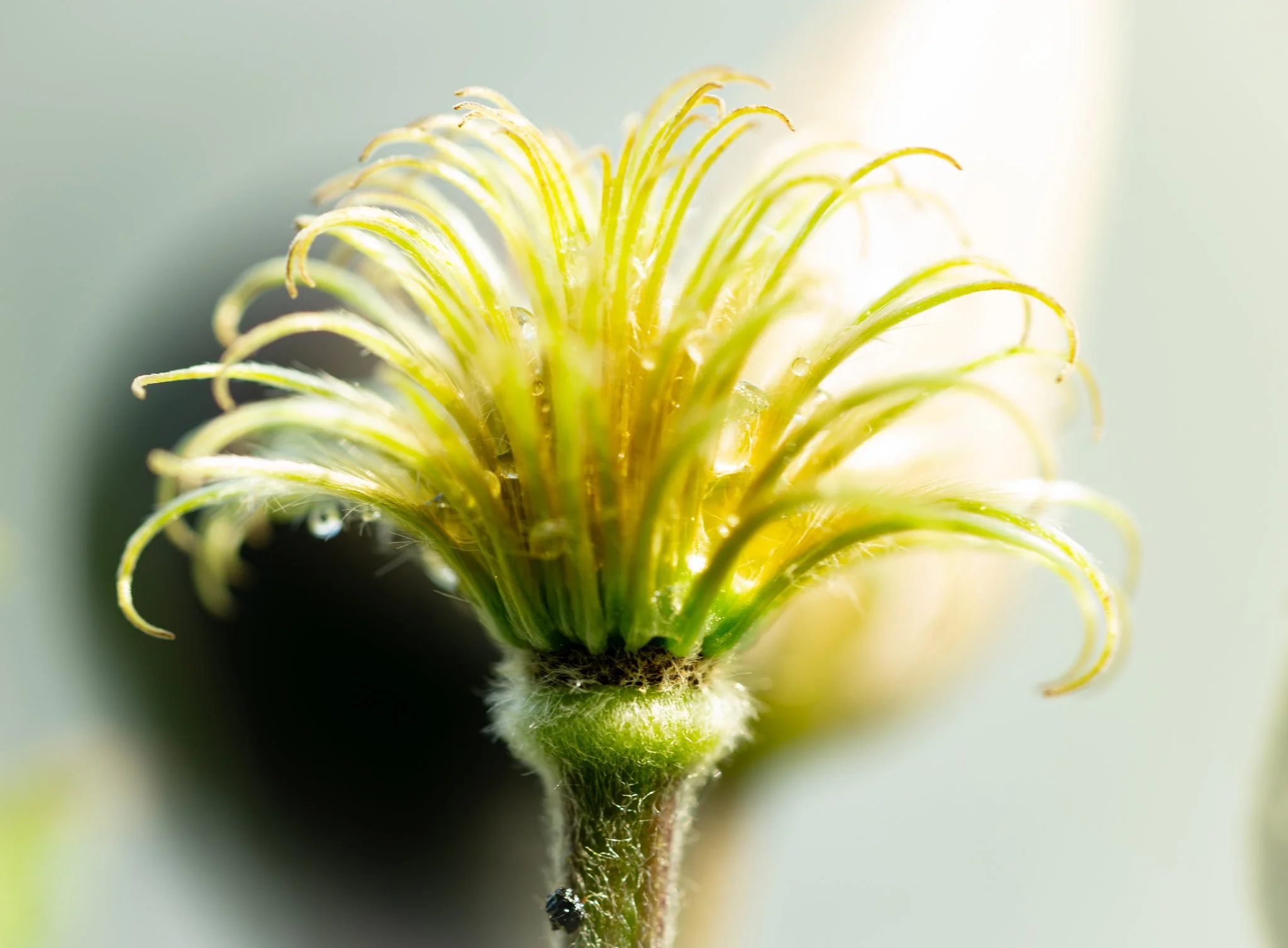 Macro photograph of a delicate seed head glowing in bright sunlight, with curled green and yellow filaments covered in tiny water droplets against a softly blurred background.