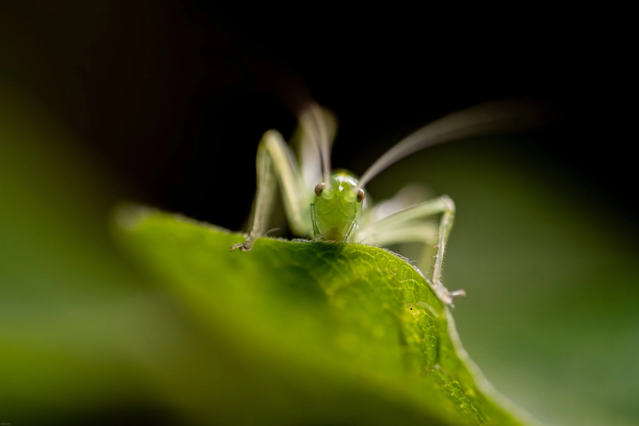 Macro photograph of a bright green grasshopper peeking over the edge of a leaf, looking directly toward the camera, with long antennae and a softly blurred green and dark background.