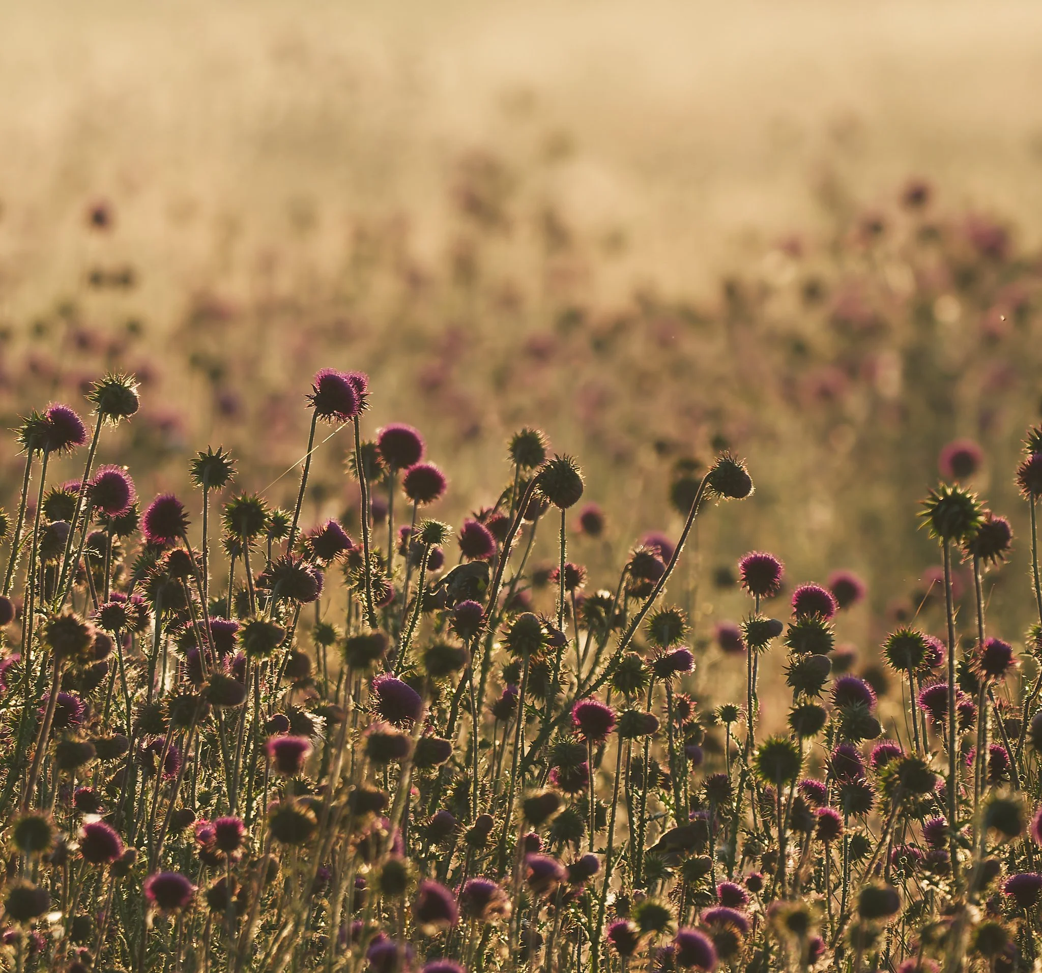 A field of purple thistles glowing in warm golden light, with a tiny bird almost hidden among the flowers near the centre of the image.