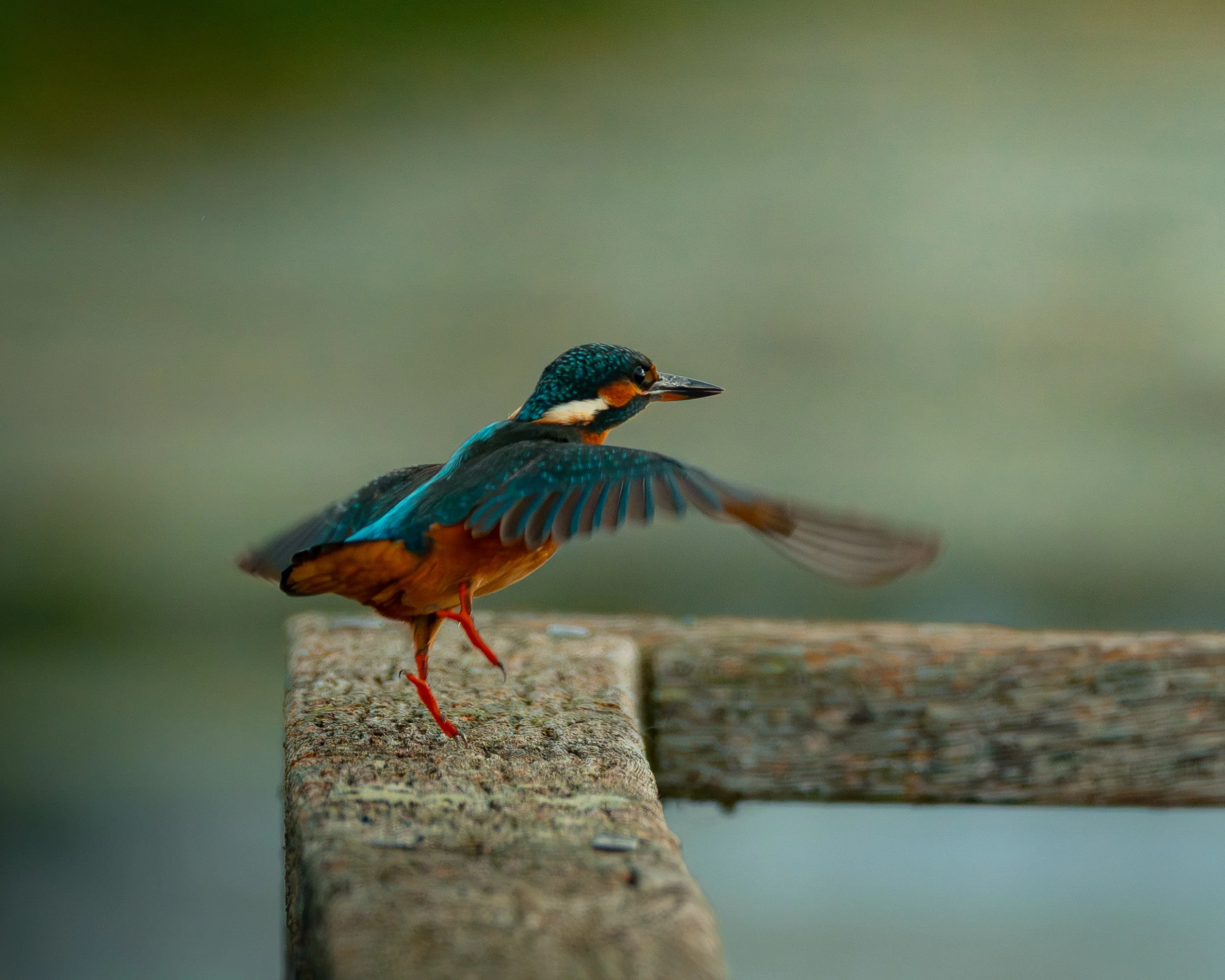 A common kingfisher lifts off from a wooden perch with its wings outstretched. One foot is still touching the wood while the other is raised, creating a graceful mid-flight pose against a smooth green background.