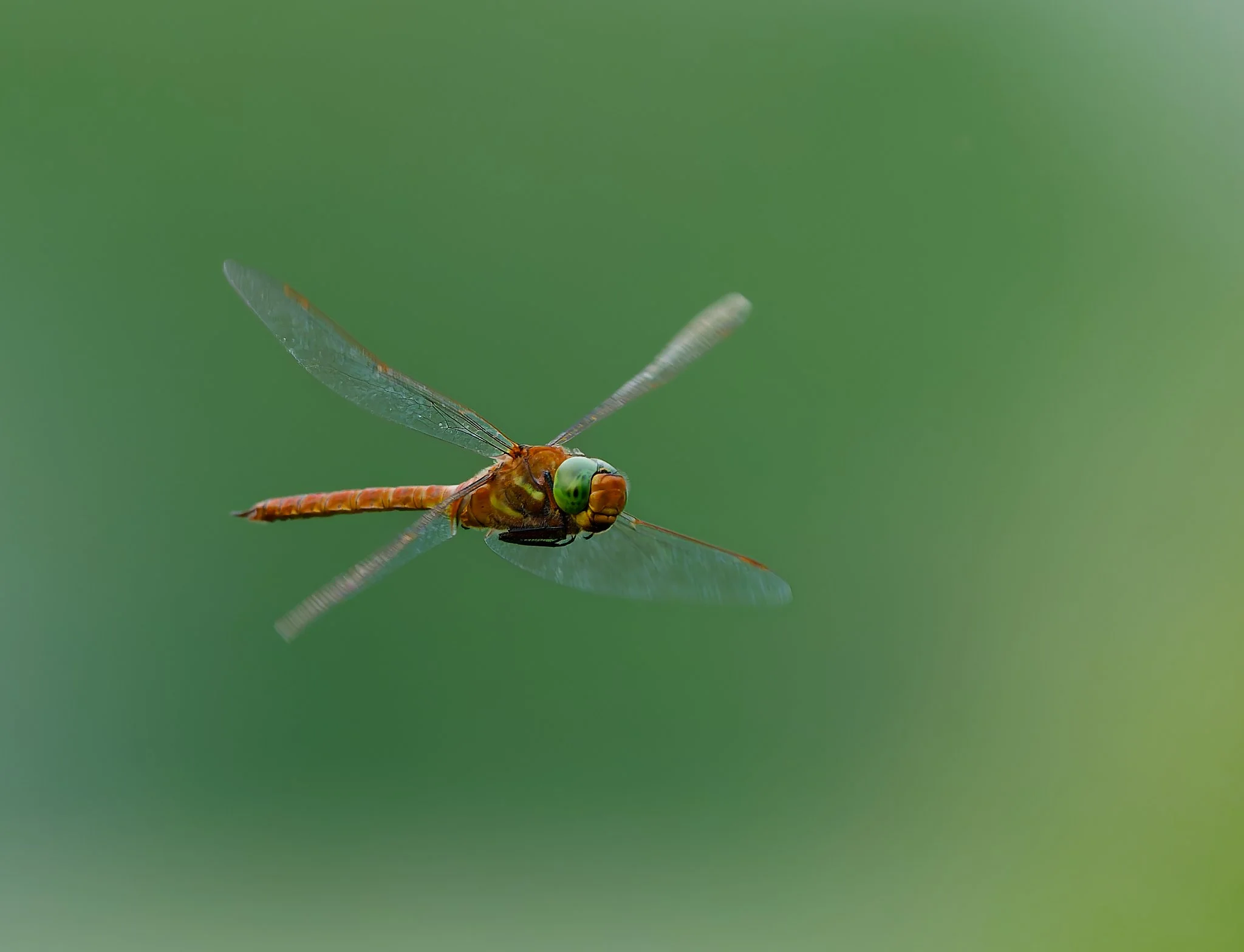 An orange dragonfly flying directly toward the camera, its large green eyes and detailed body in sharp focus while its wings show motion blur against a smooth green background.