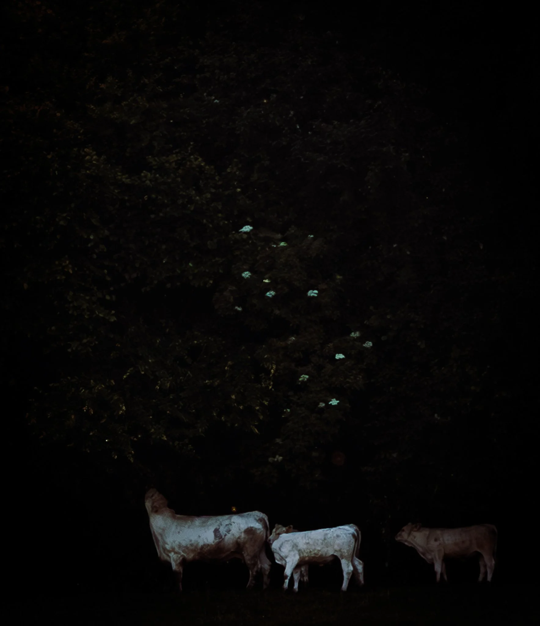 Three white cattle stand beneath a large tree at dusk, surrounded by deep shadows. Tiny glowing highlights shimmer among the leaves, while the dark background and soft light create the atmosphere of a timeless oil painting.