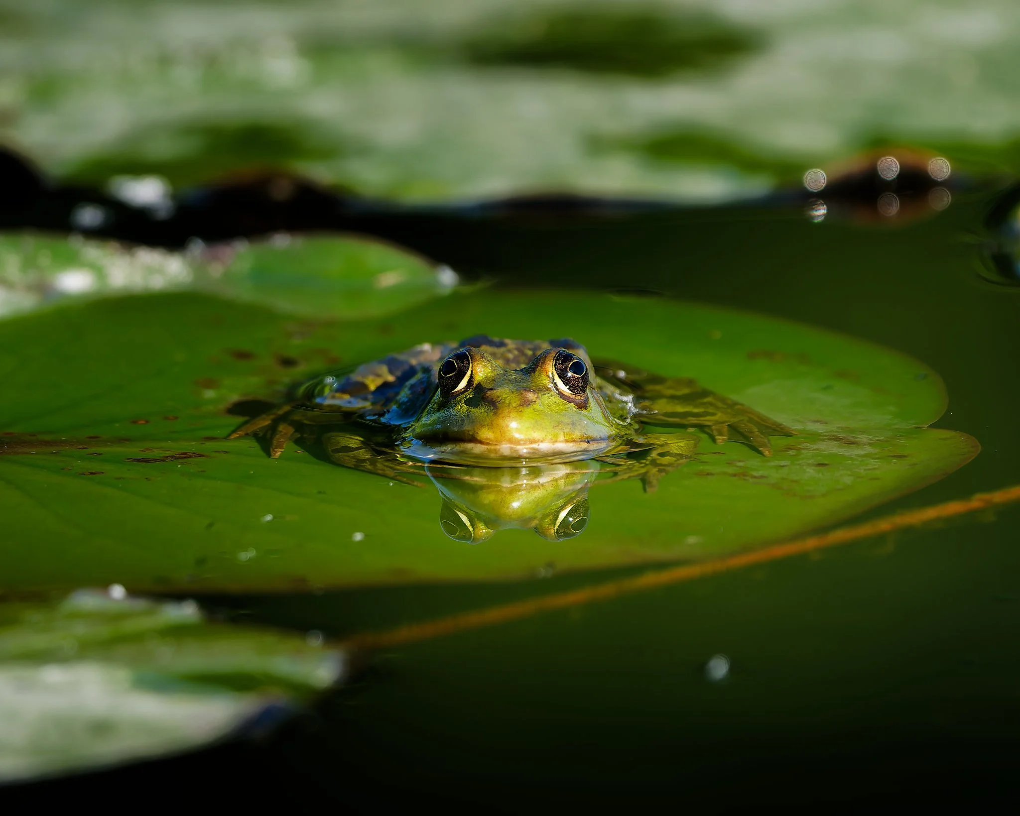 Small Wildlife
