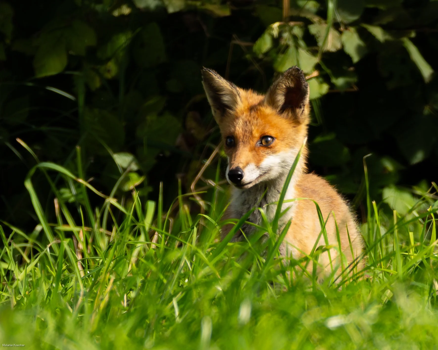 A young red fox sits quietly in tall green grass at the edge of a woodland. Warm sunlight illuminates its orange fur and curious eyes, while the dark forest behind creates a natural frame that draws attention to the fox.  Description