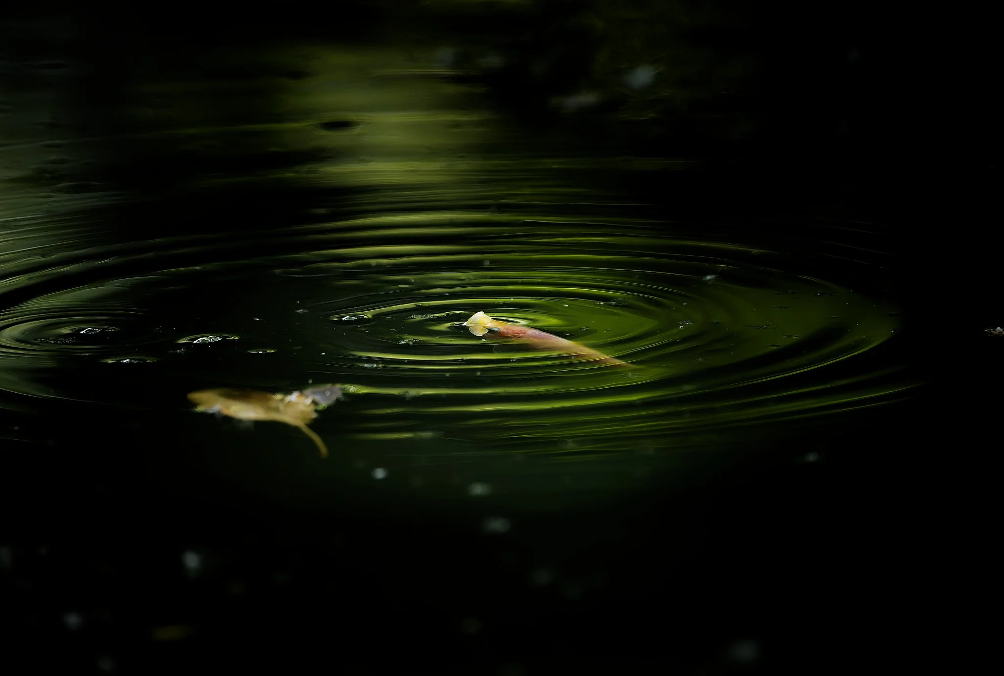 A goldfish swimming through dark green water, surrounded by circular ripples catching the light, with another fish blurred in the foreground.