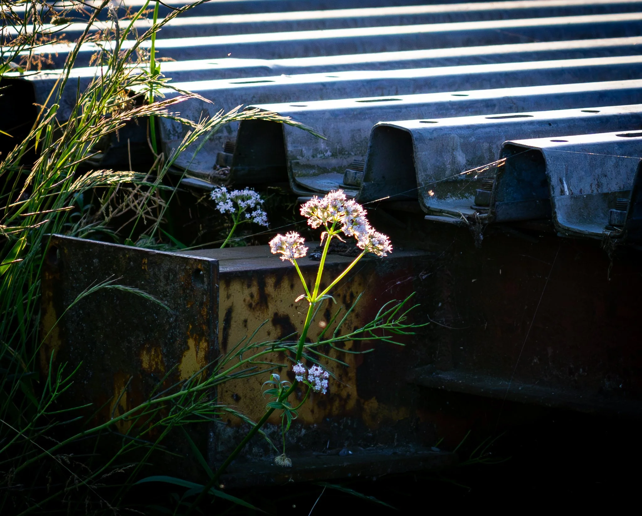 A delicate flowering plant illuminated by sunlight, growing among dark industrial corrugated metal sheets and surrounding grasses.