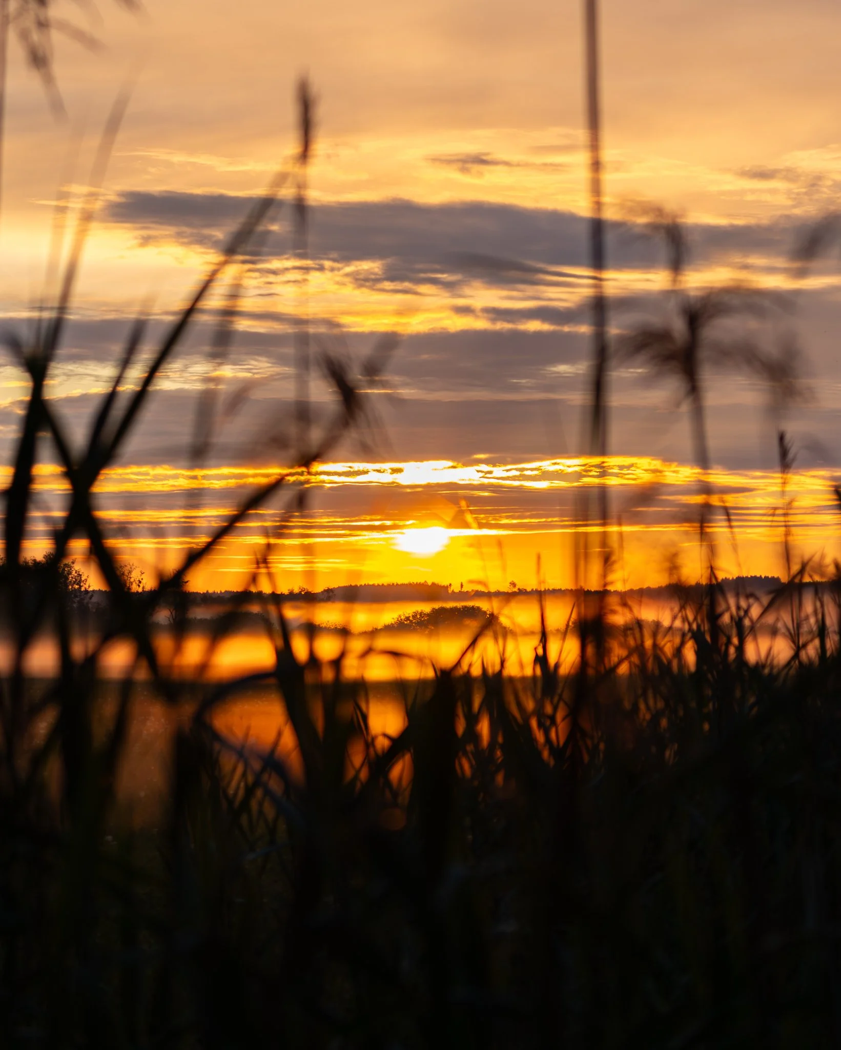 Golden sunrise photographed through dark, out-of-focus reeds, with the sun low above the horizon and layers of orange and grey clouds across the sky.