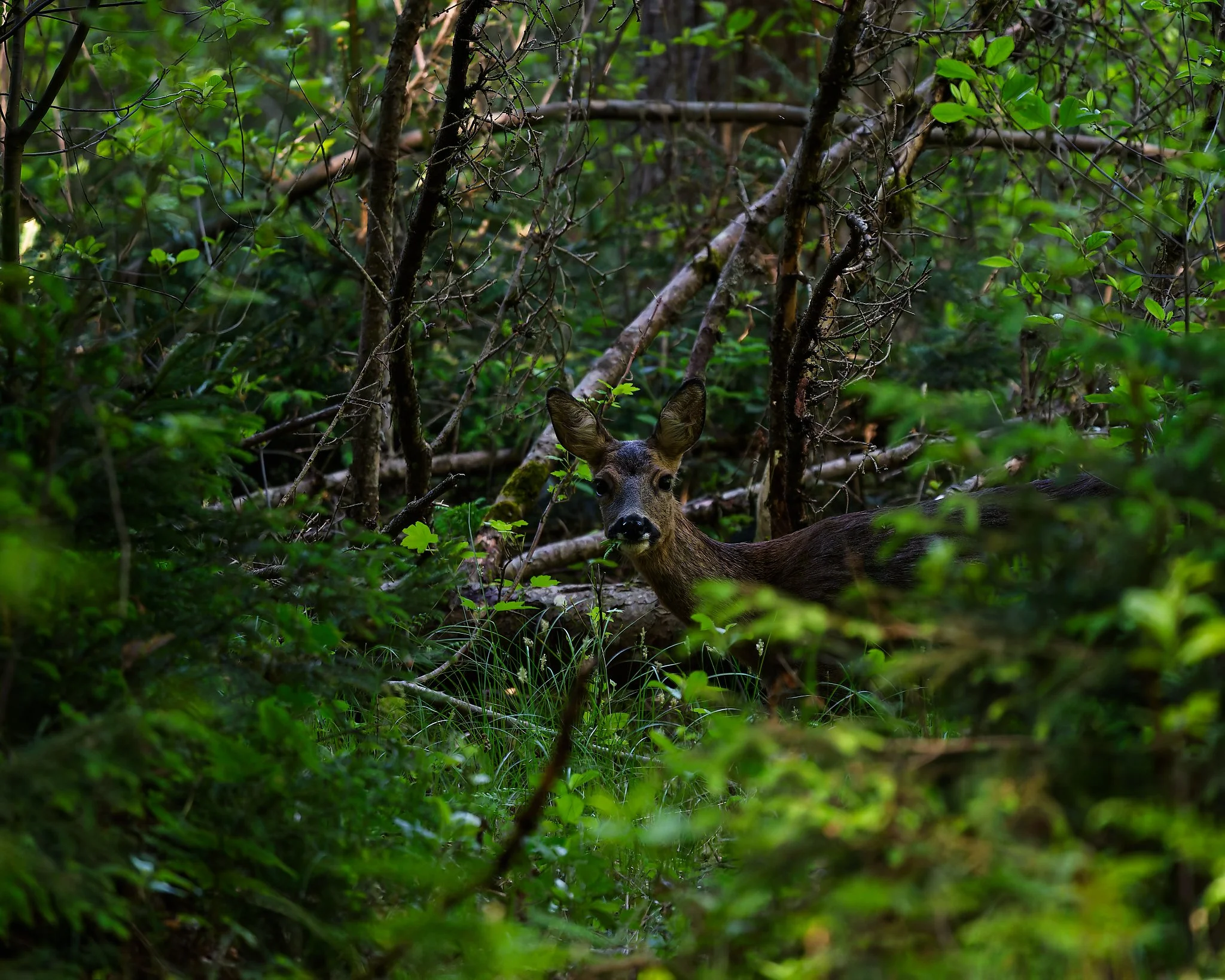 A roe deer stands among dense green woodland, partially hidden by branches and leaves. It looks directly toward the camera, its ears raised attentively, while soft light filters through the forest, creating a quiet and intimate atmosphere.