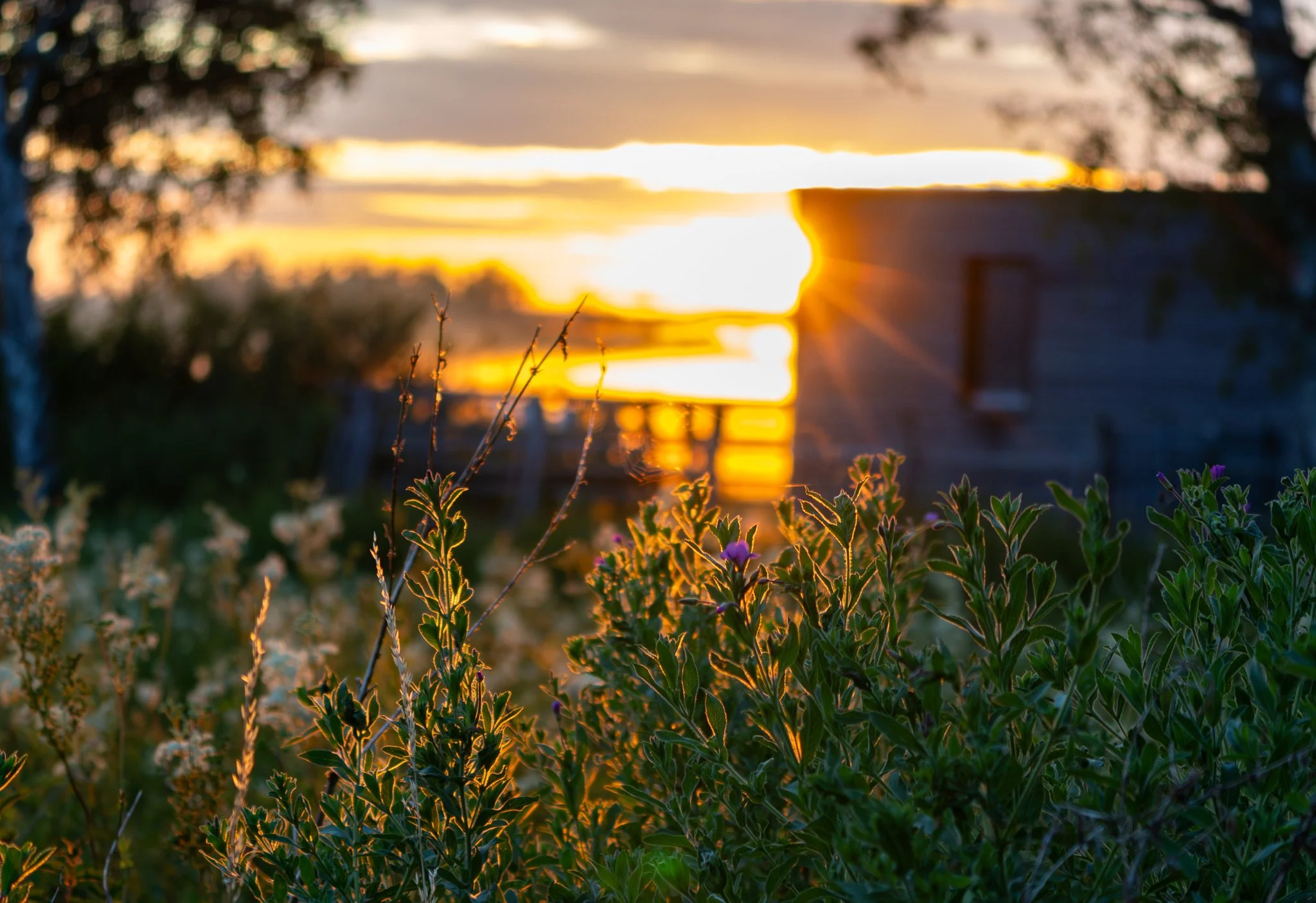 Morning sunlight shining through a landscape, illuminating wild plants in the foreground with warm golden light, while trees and a building appear softly blurred in the background.