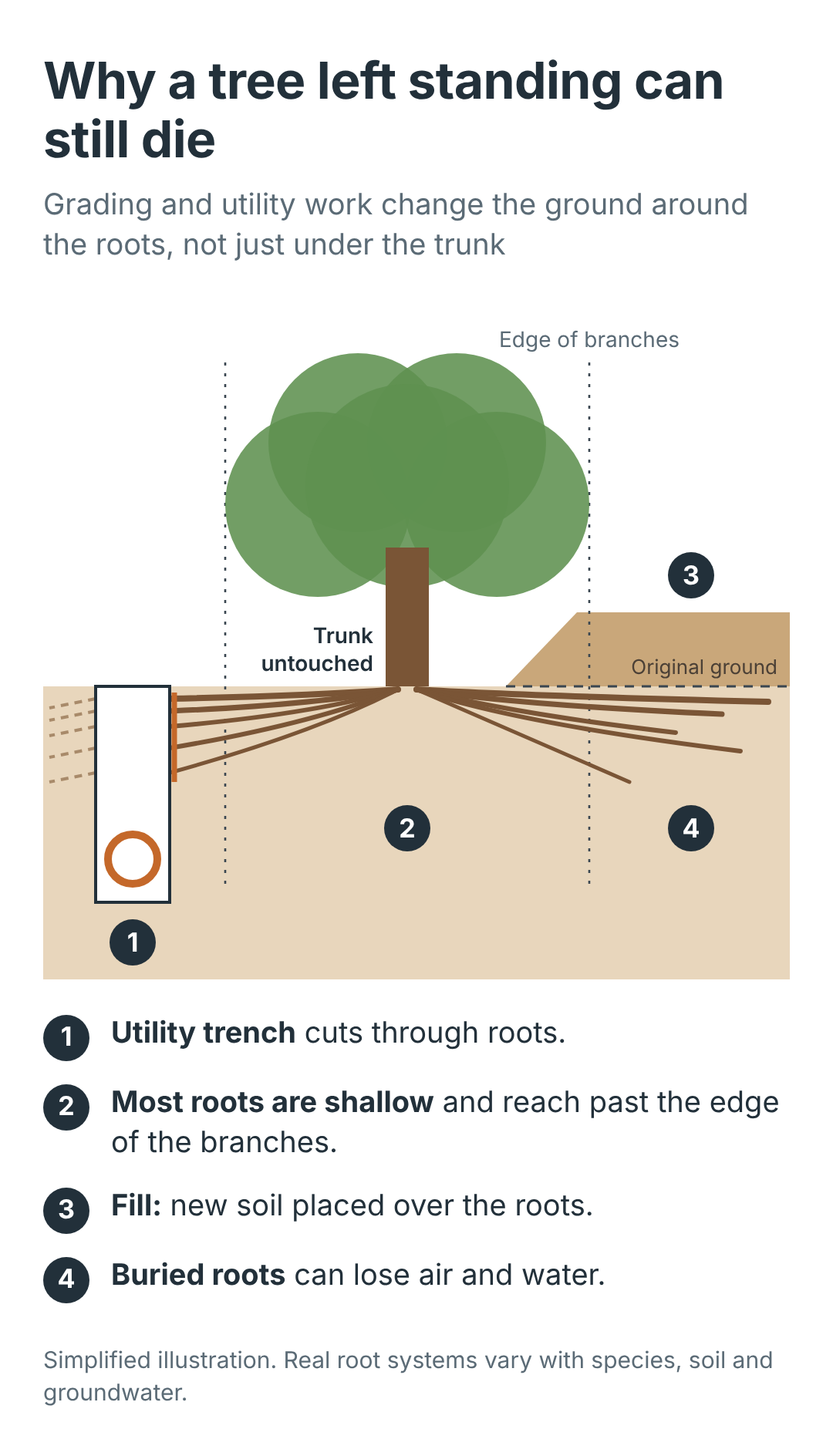 Cross-section of a tree with a utility trench cutting roots on one side and new fill burying roots on the other, with numbered notes below.