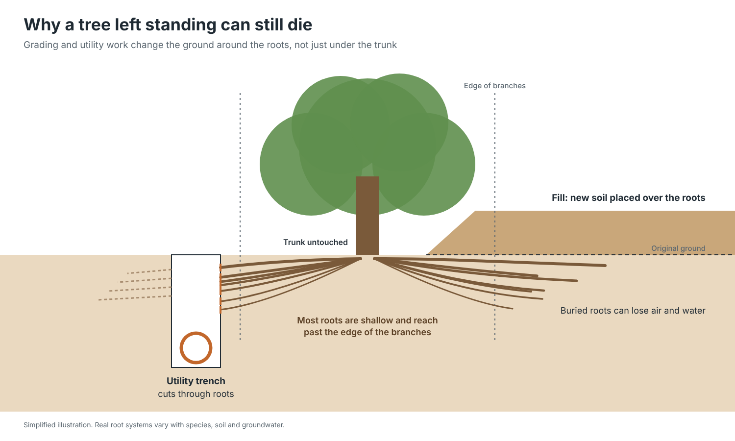 Cross-section of a tree with a utility trench cutting roots on one side and new fill burying roots on the other.