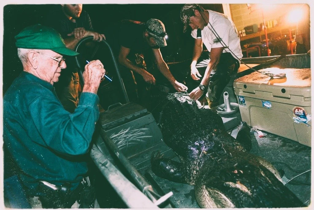 Several people working together to perform animal rescue on a large crocodile, using medical supplies and equipment in a dark, outdoor setting.