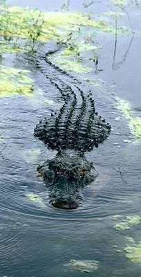A crocodile swimming in water with lily pads and green plants.