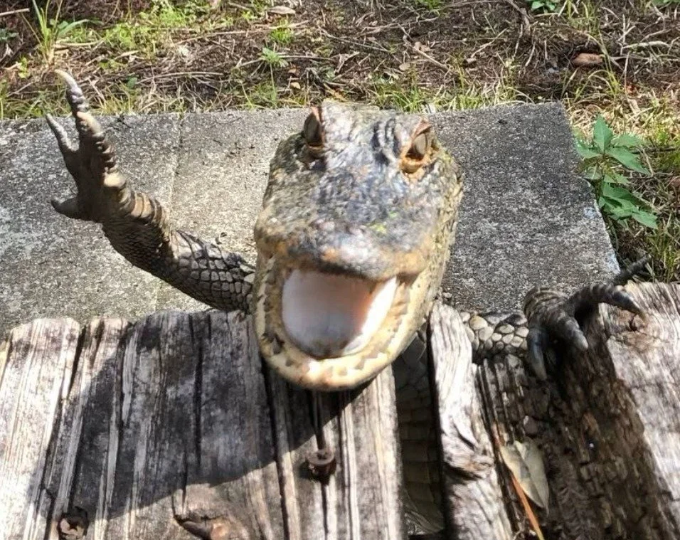 Close-up of an alligator with its mouth open, showing its teeth, near wooden logs and grassy ground.