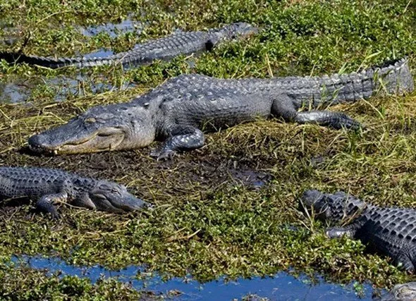 Crocodile sunbathing on a grassy wetland with water plants and other smaller crocodiles nearby.
