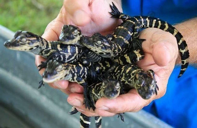 Person holding multiple baby alligators.