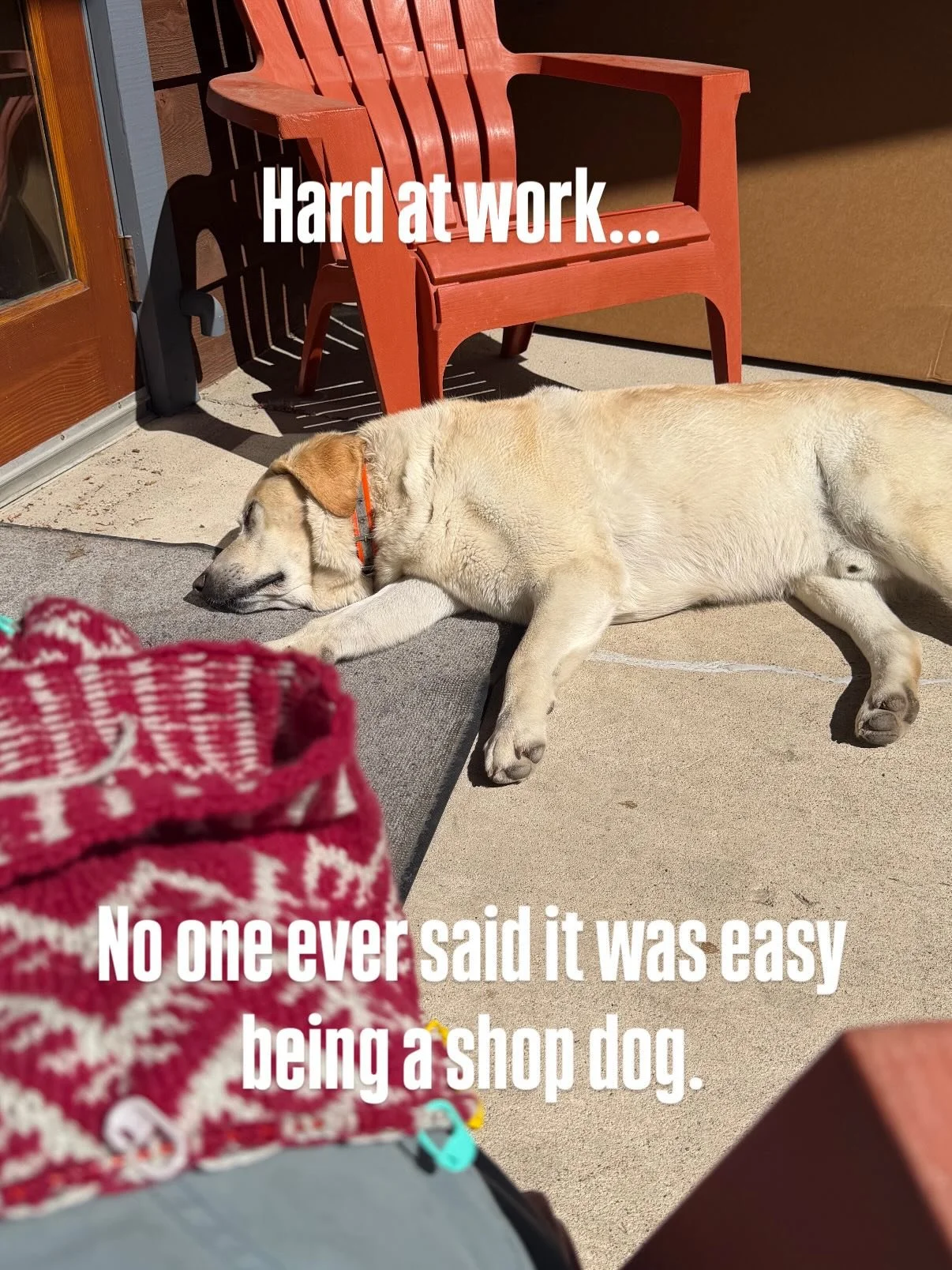 It&rsquo;s been a great week at the knit shop!!
We are closing at 1:30 tomorrow (Saturday) to celebrate some local grads!  Come see us 10-1:30 Saturday!! It&rsquo;s time to cast on your next summer project!

#cuzzywasadingdong #oldsunknits