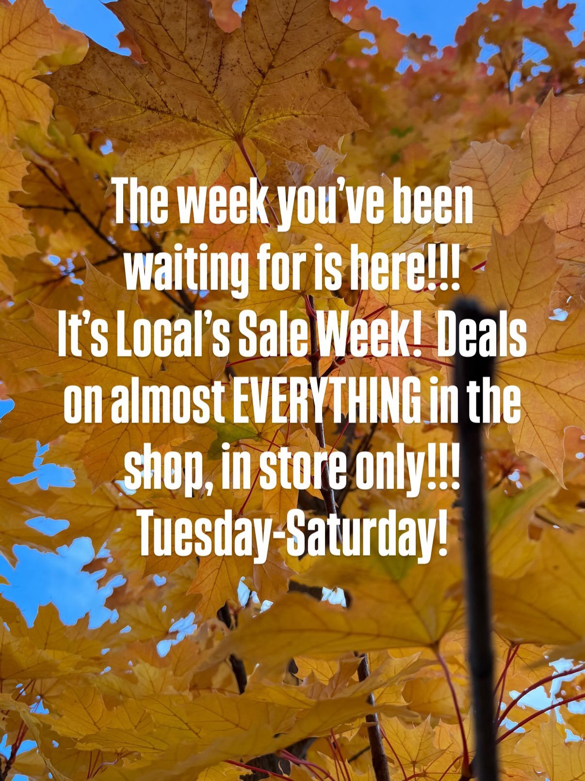 Big week at the shop!  The annual Local&rsquo;s Sale is October 27 - 31!! (Almost) Every thing in the shop is on sale!!!

Come stock up for the season!!

#cuzzywasadingdong #oldsunknits #itsknittingseason