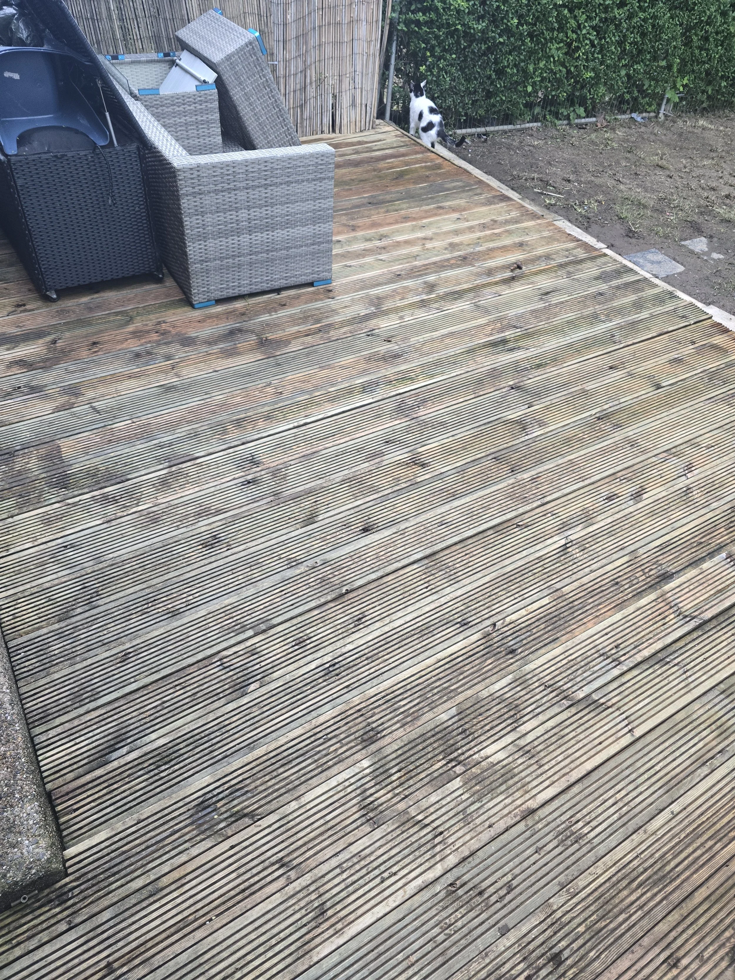 An outdoor wooden deck with patio furniture and a black and white cat near a green hedge.
