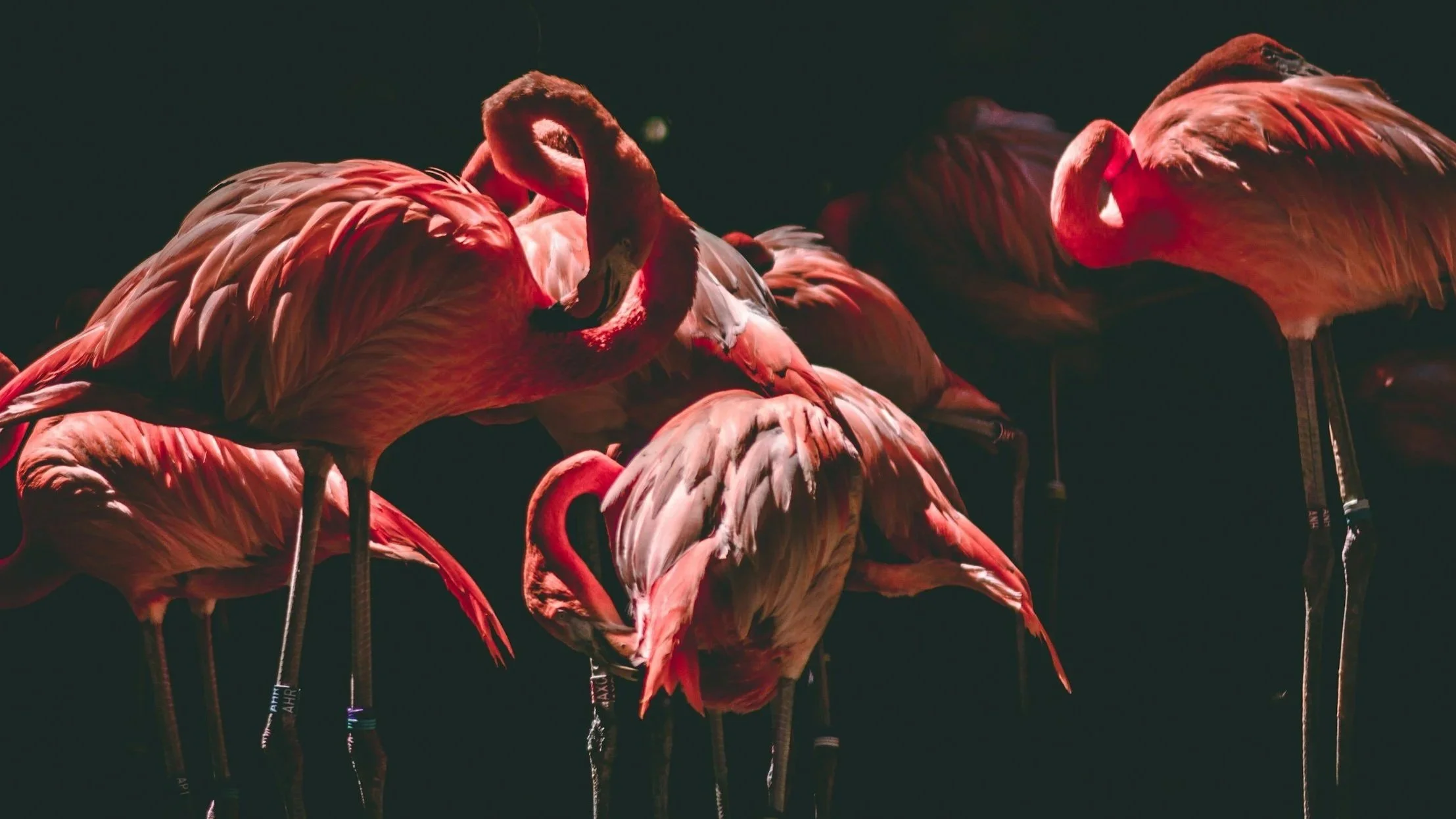 Group of pink flamingos standing together.