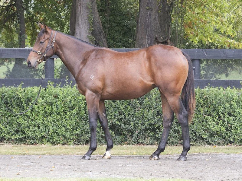 A brown horse with a dark mane and tail standing on a dirt path in front of green bushes and trees, wearing a halter.