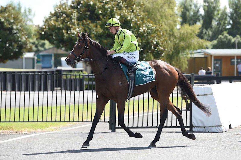 Racehorse with jockey riding, walking on pavement at racecourse, with trees, fences, and buildings in background.