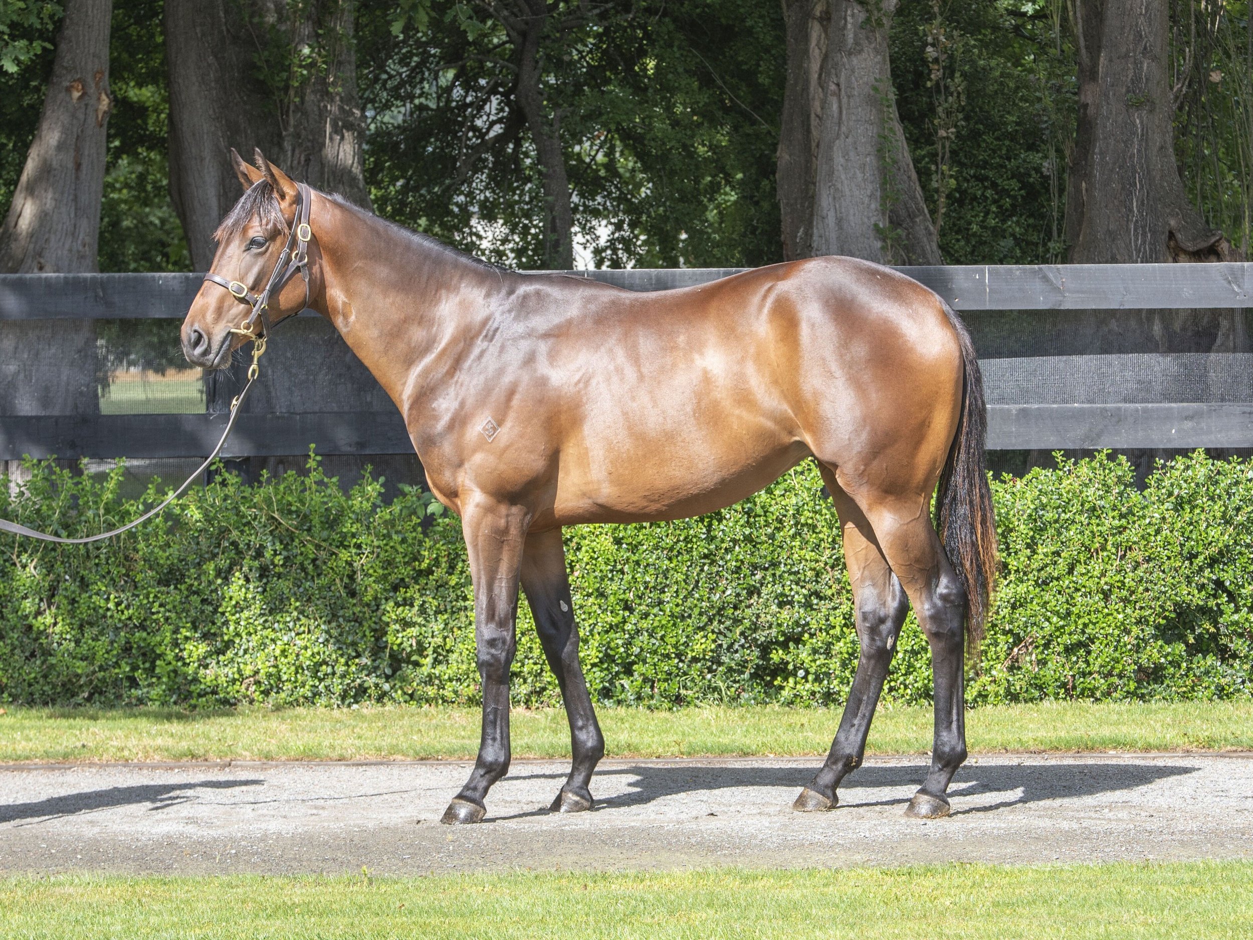 A brown horse standing outdoors near a black wooden fence and green foliage.