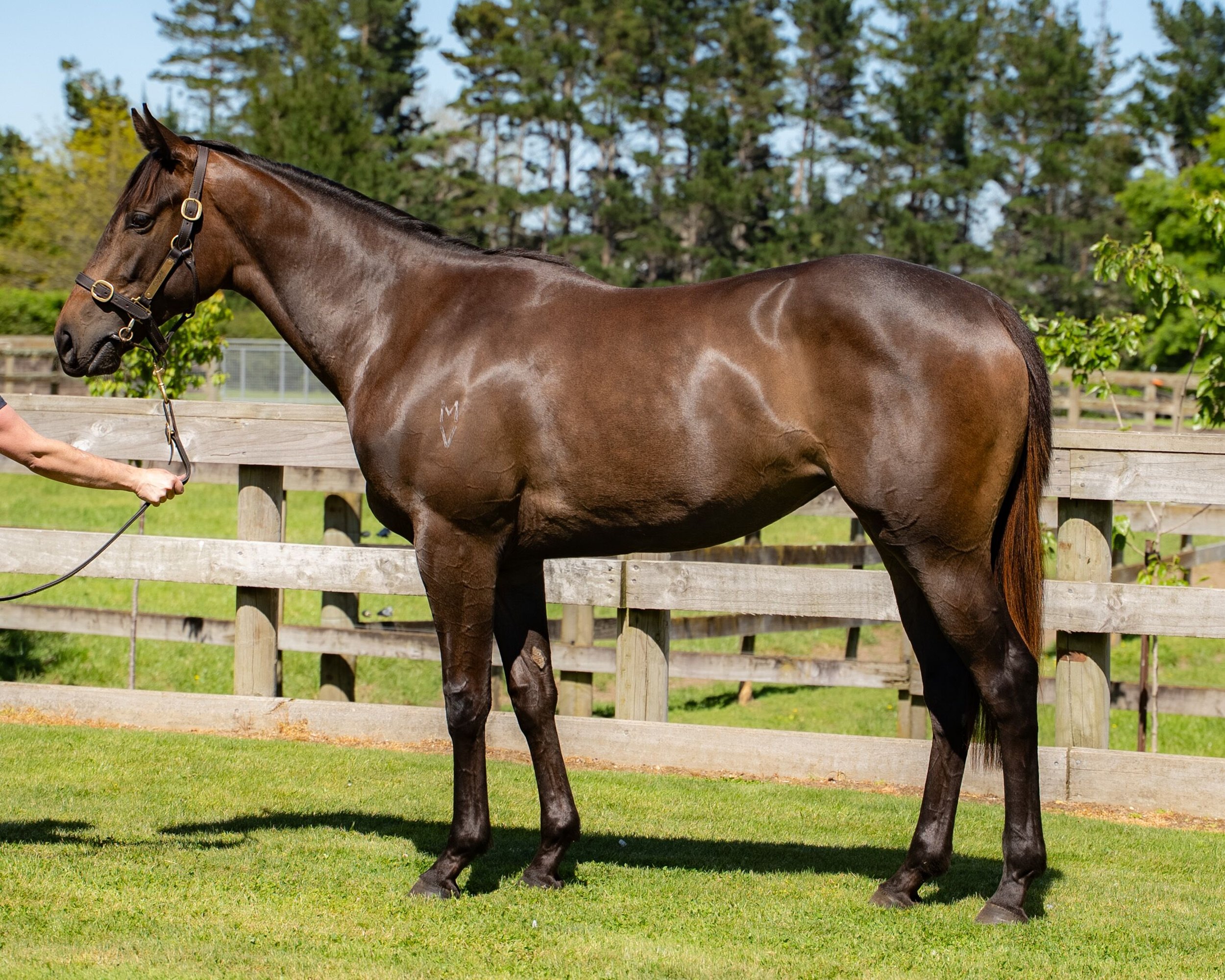 A brown horse with a black mane and tail standing behind a wooden fence on a bright, sunny day with trees in the background.