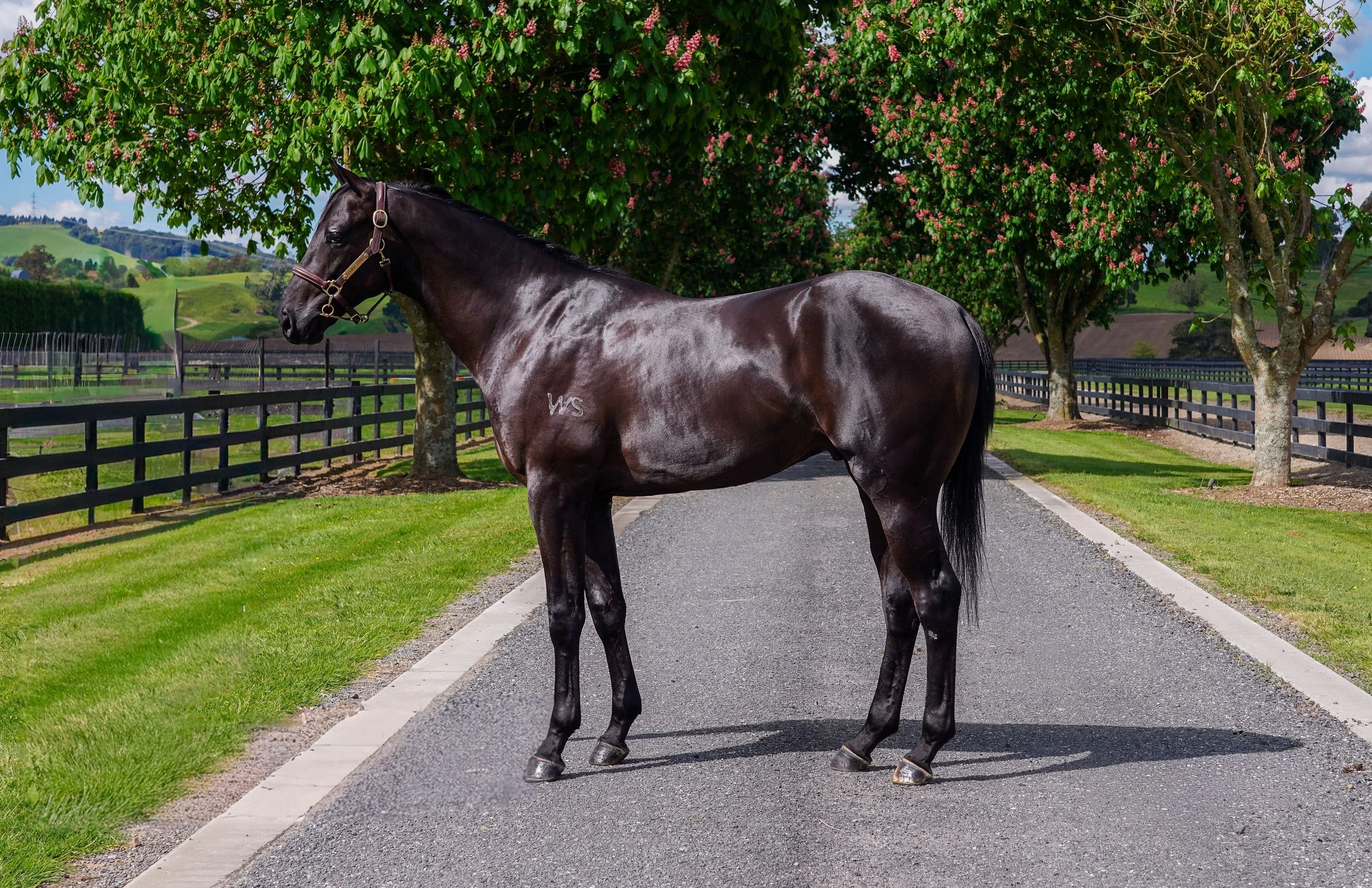 A dark brown or black horse standing on a paved country road with lush green grass, trees with pink blossoms, and rolling hills in the background.