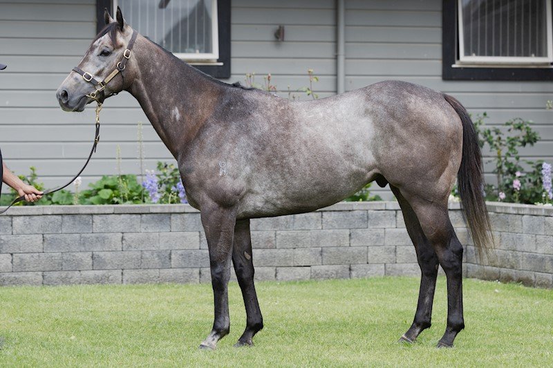 Gray horse with dark legs standing on a grassy yard in front of a brick wall and house.