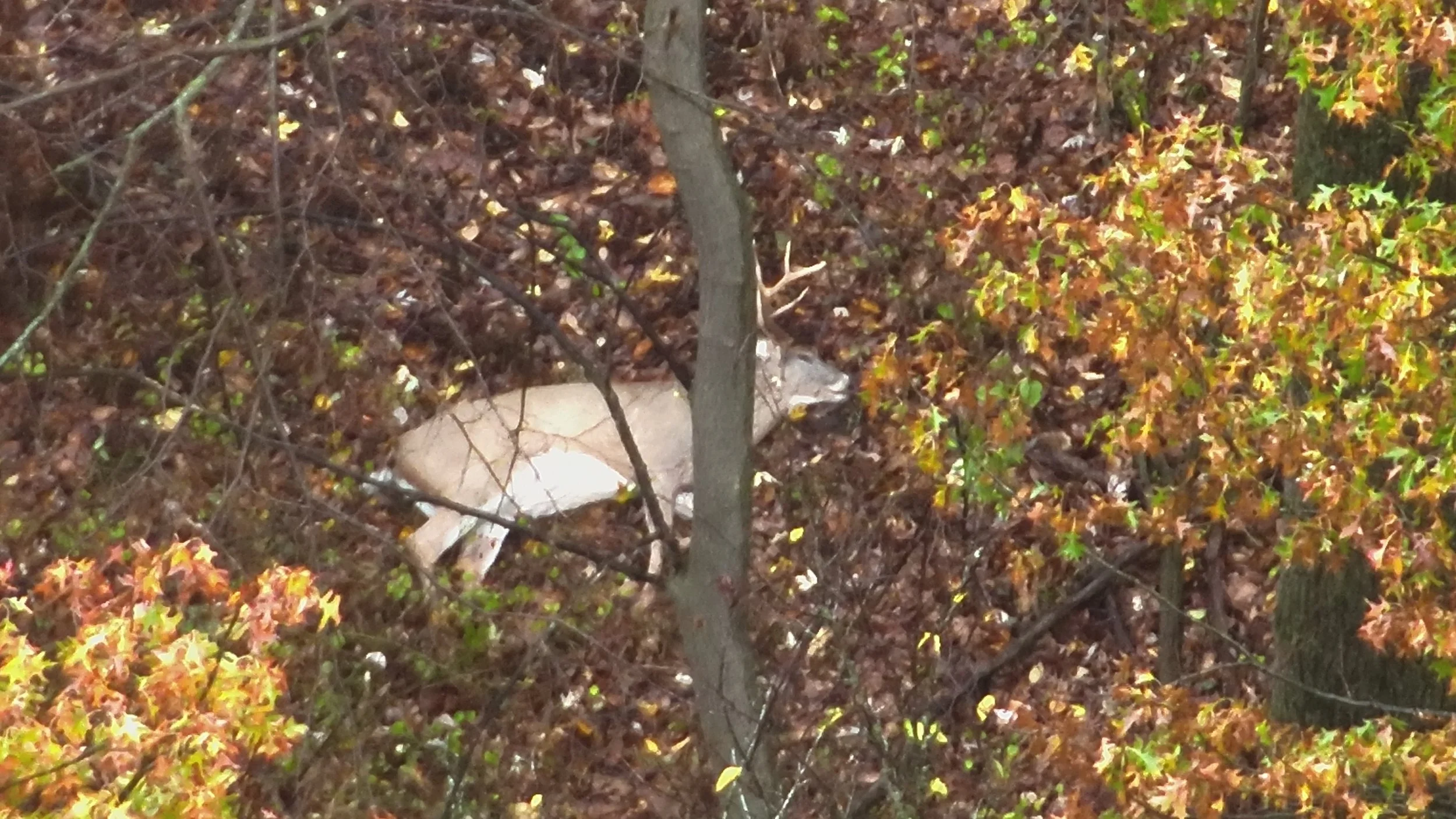 A bird resting on a tree branch amidst autumn leaves.