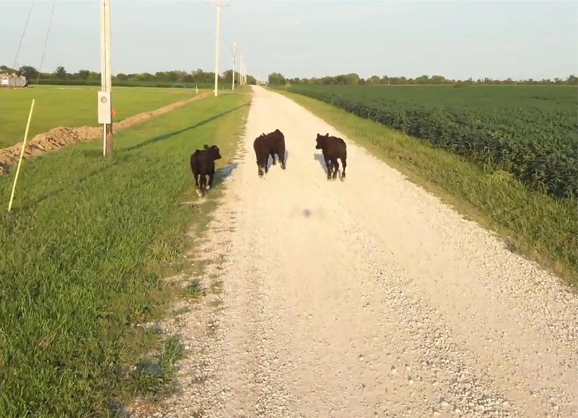 Three black calves walking along a dirt road in a rural farmland setting with fields of crops on either side, under a clear sky.