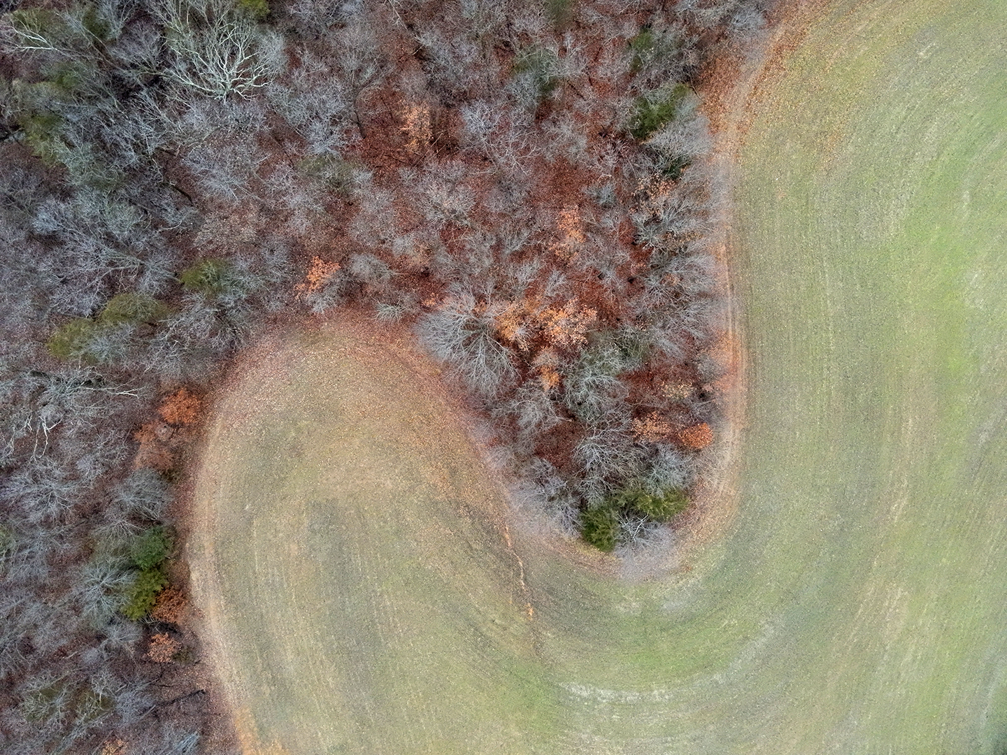 Aerial view of bare trees in a wooded area adjacent to a grassy field with a curved border.