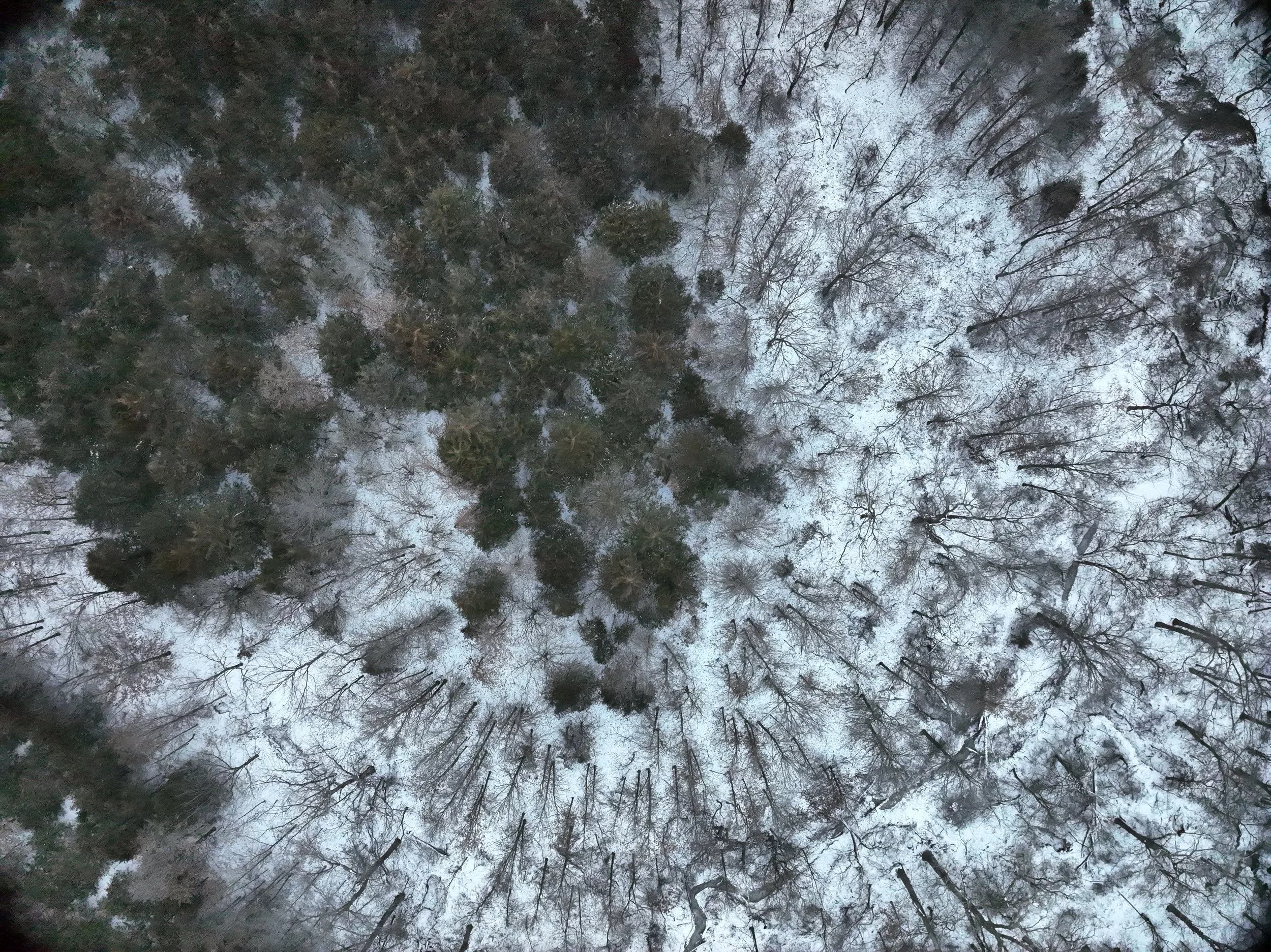 An aerial view of a snow-covered forest with tall, leafless trees and some green conifers.