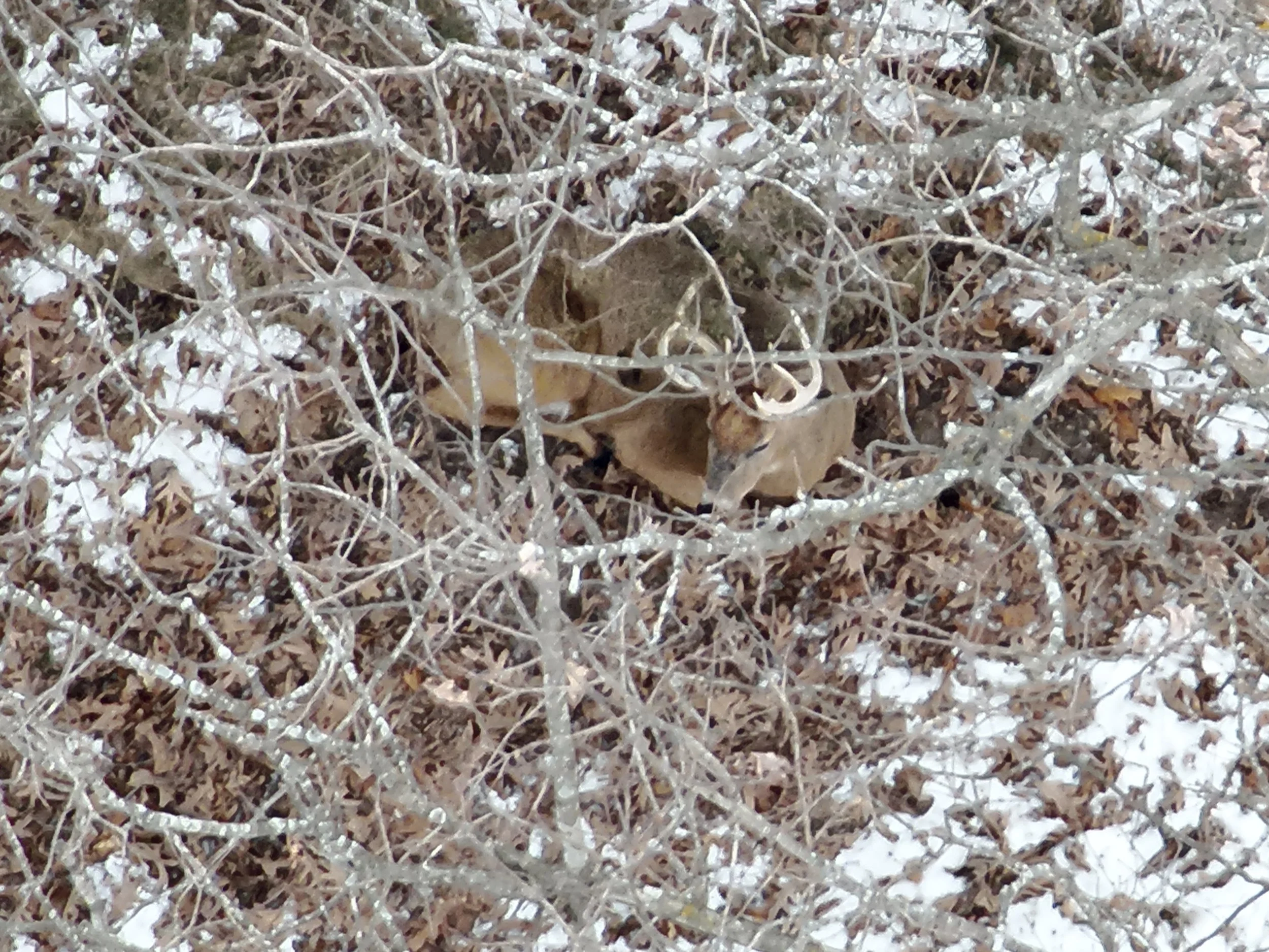 Aerial drone footage of a whitetail deer recovery hunting