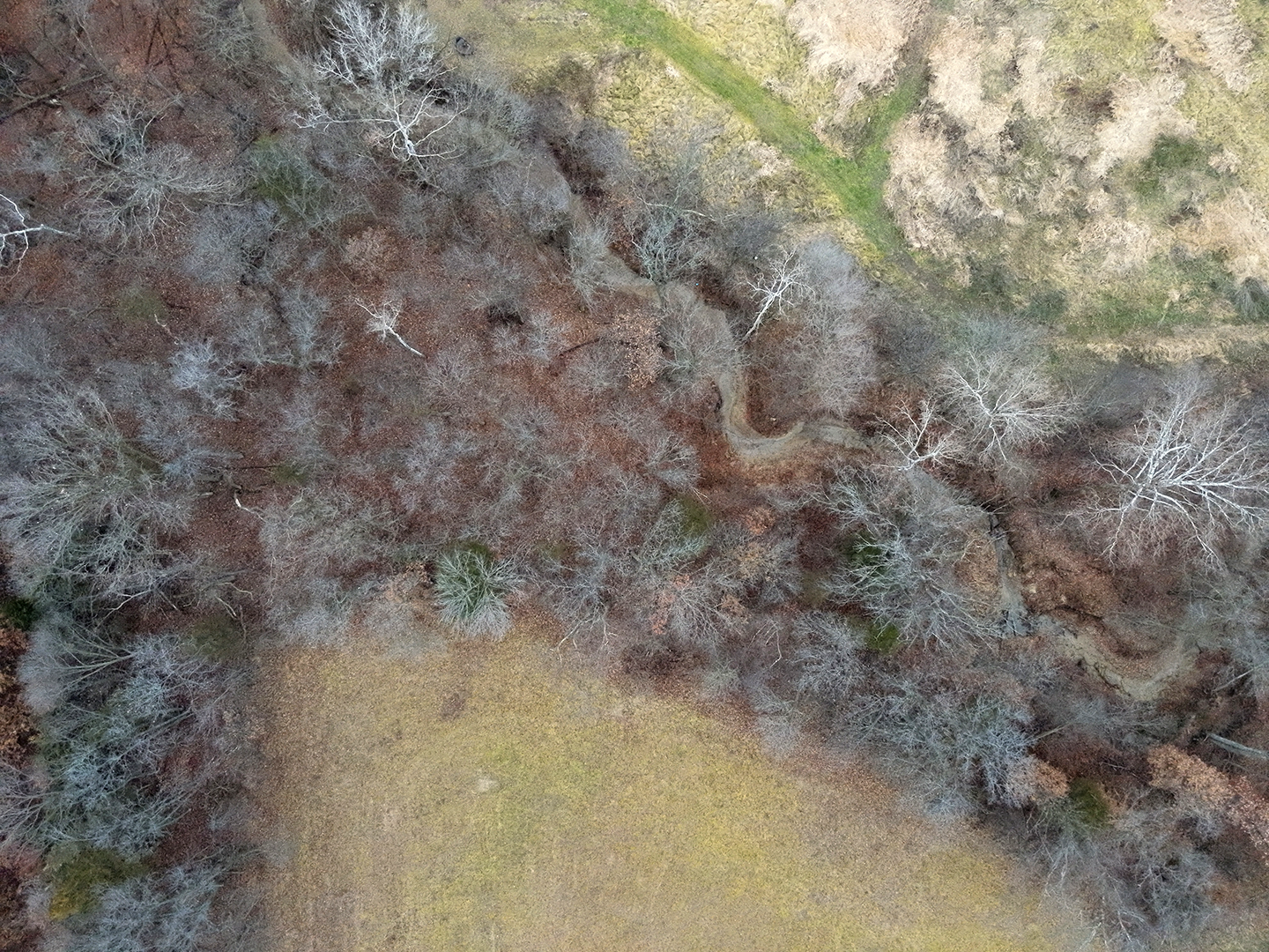 Aerial view of a wooded area with leafless trees and a winding dirt path.