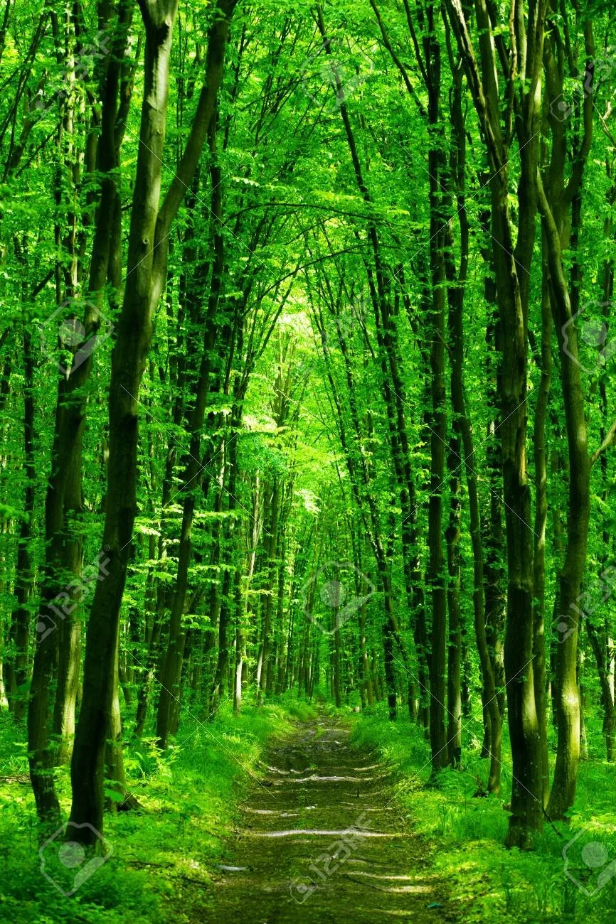 46106931-beautiful-green-forest.jpg